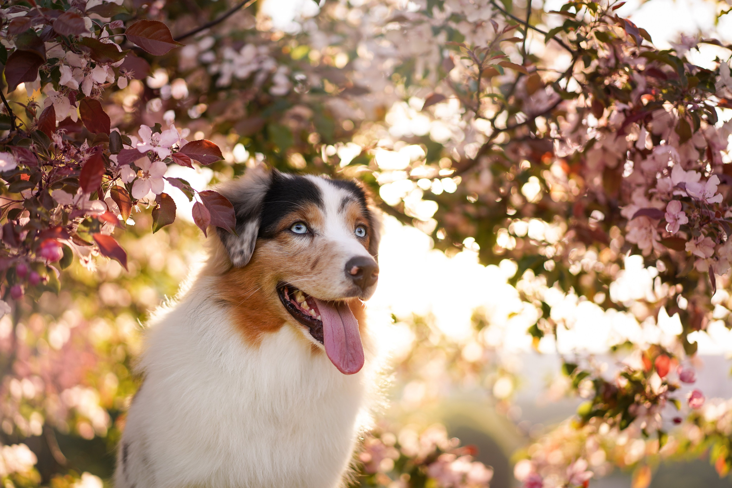 Аусси в Яблоневом саду. Фотограф-анималист в Санкт-Петербурге Яна Мартынова