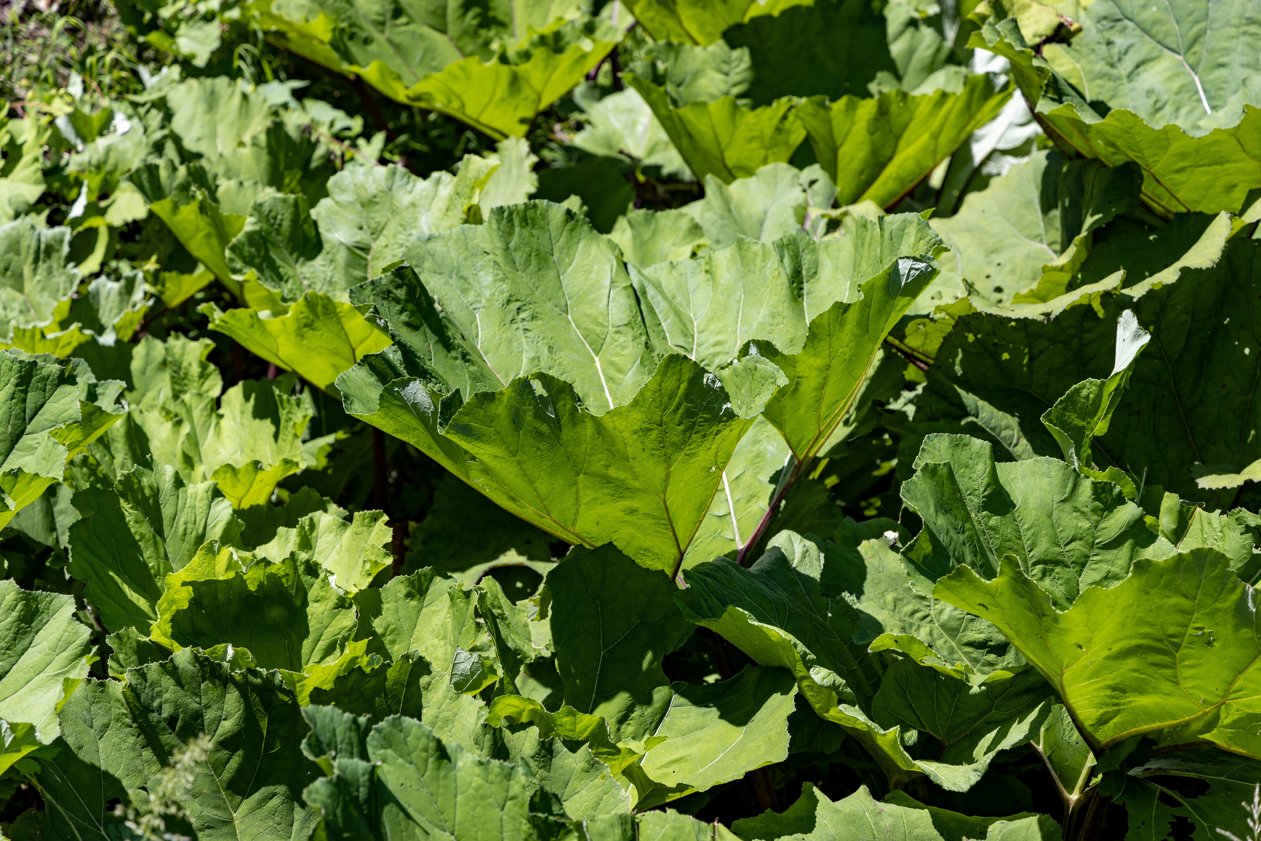 Сочи. Солох Аул. Репортажный, семейный и студийный фотограф в Москве Демин Алексей