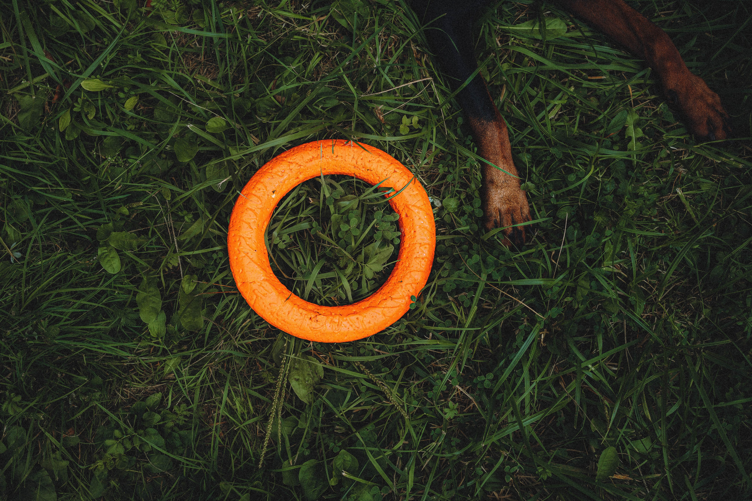 Паша и Хайди