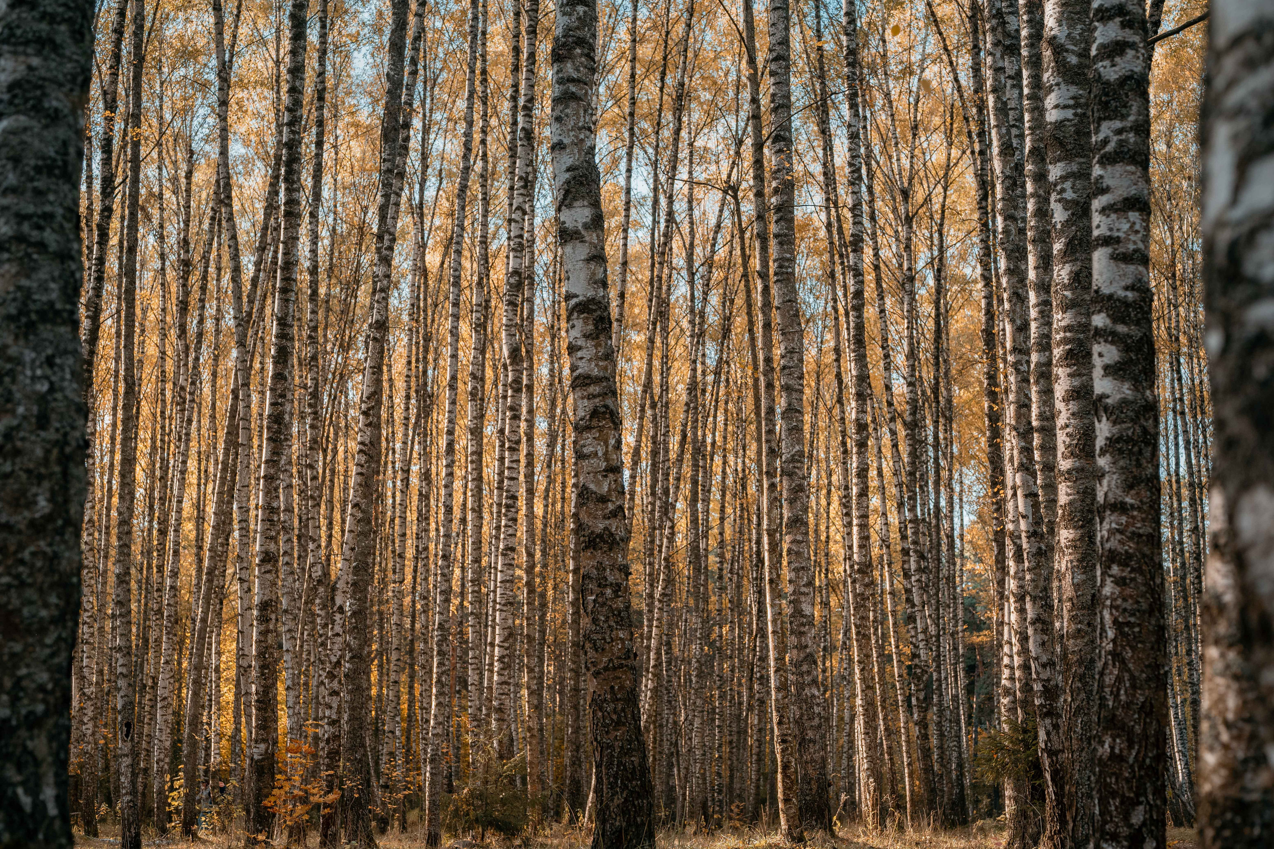 Осенняя фотосессия с ребенком. Фотограф в Белграде Чугреева Елена