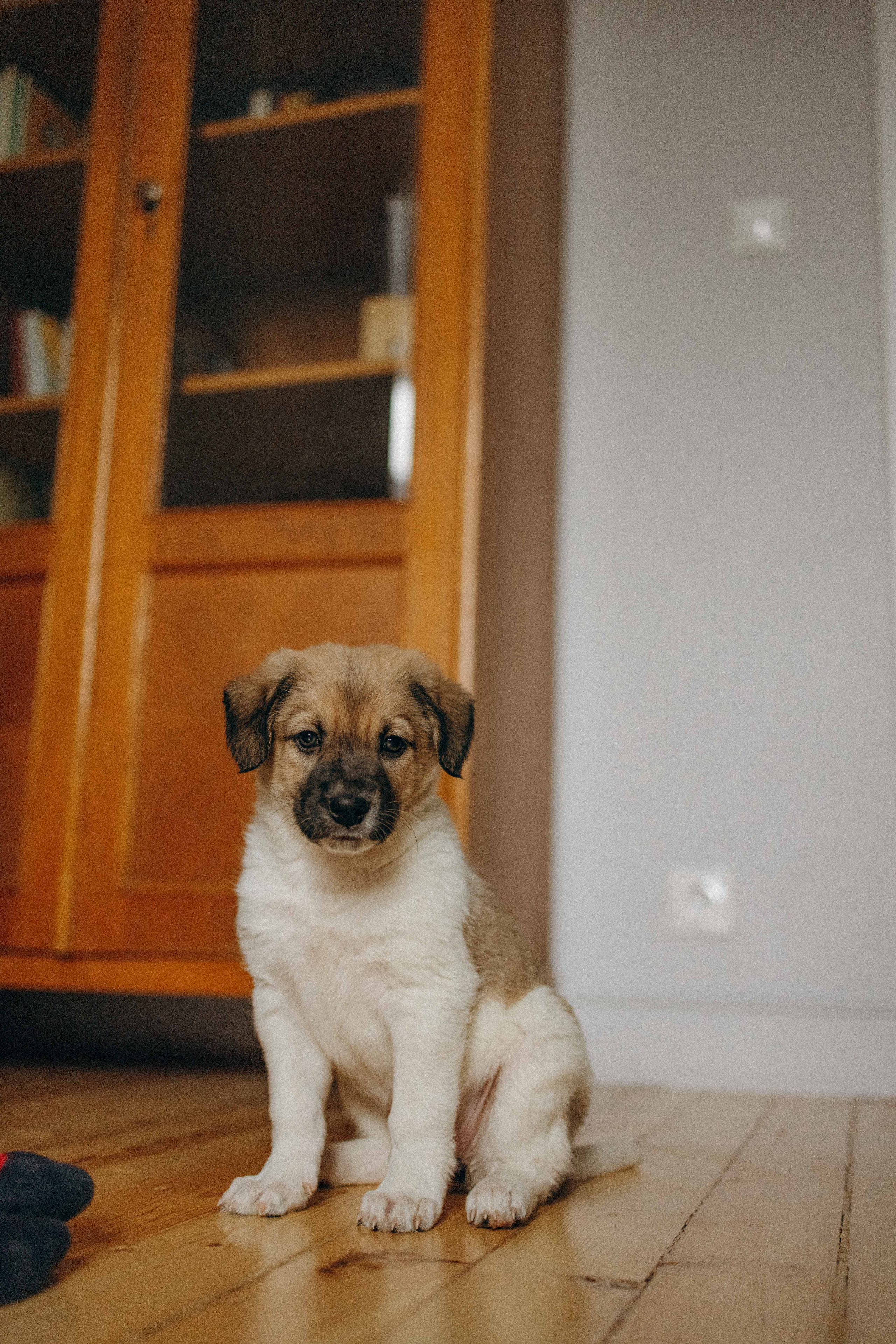 Щеночки. Фотограф-анималист в Москве Лера Черноног