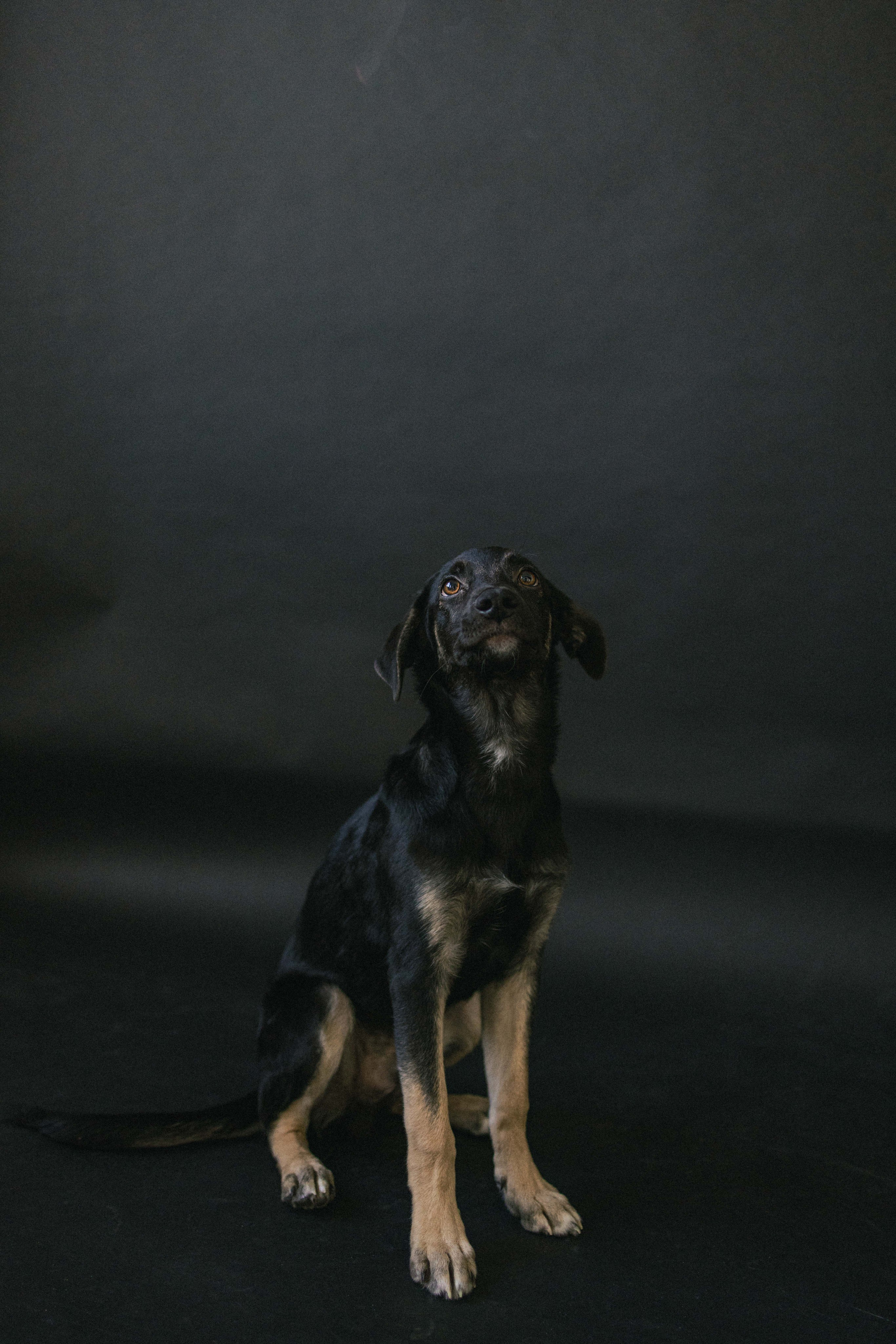 Крис и Тэдди. Фотограф-анималист в Москве Лера Черноног