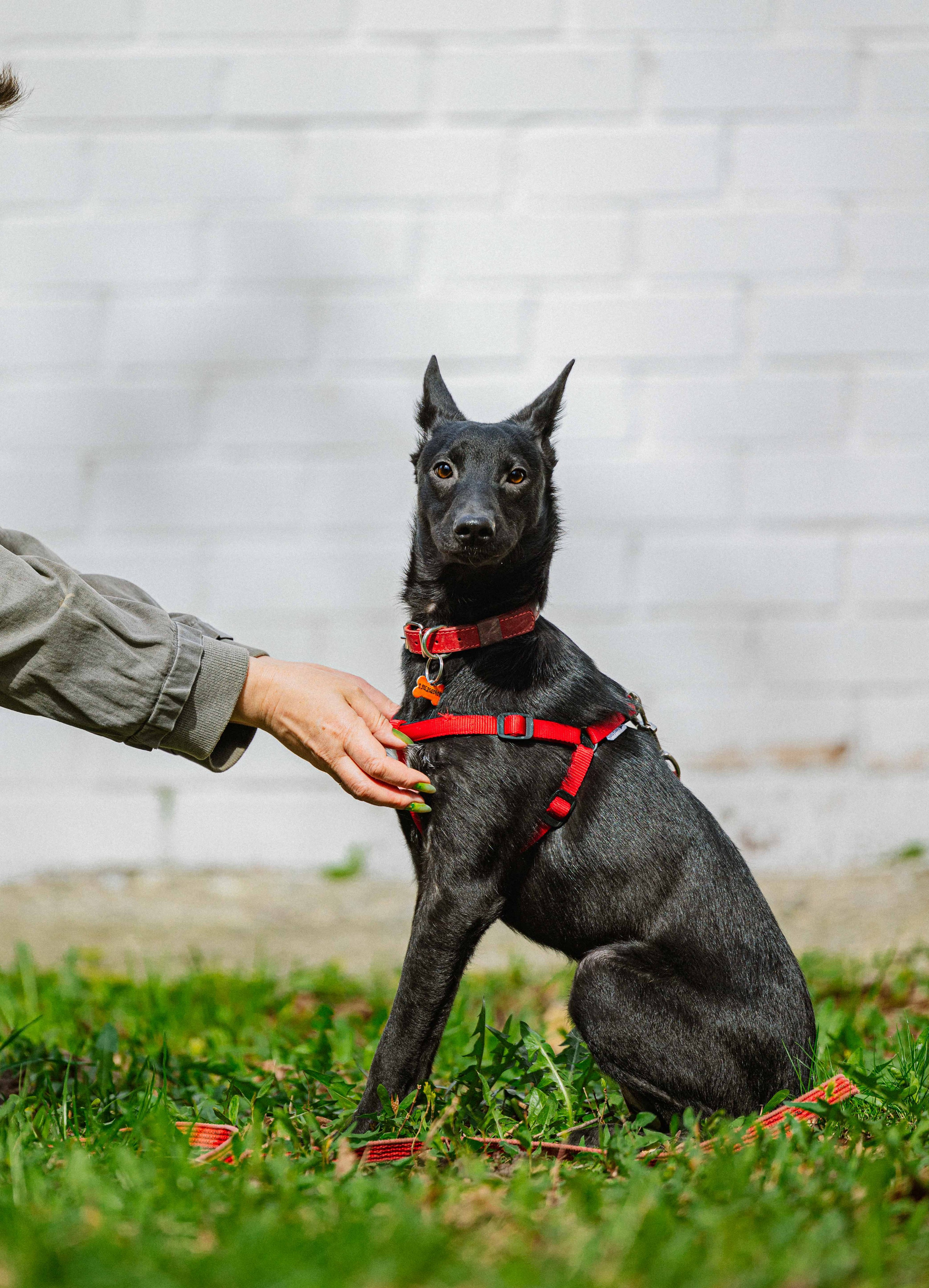 Булька. Фотограф-анималист в Москве Лера Черноног