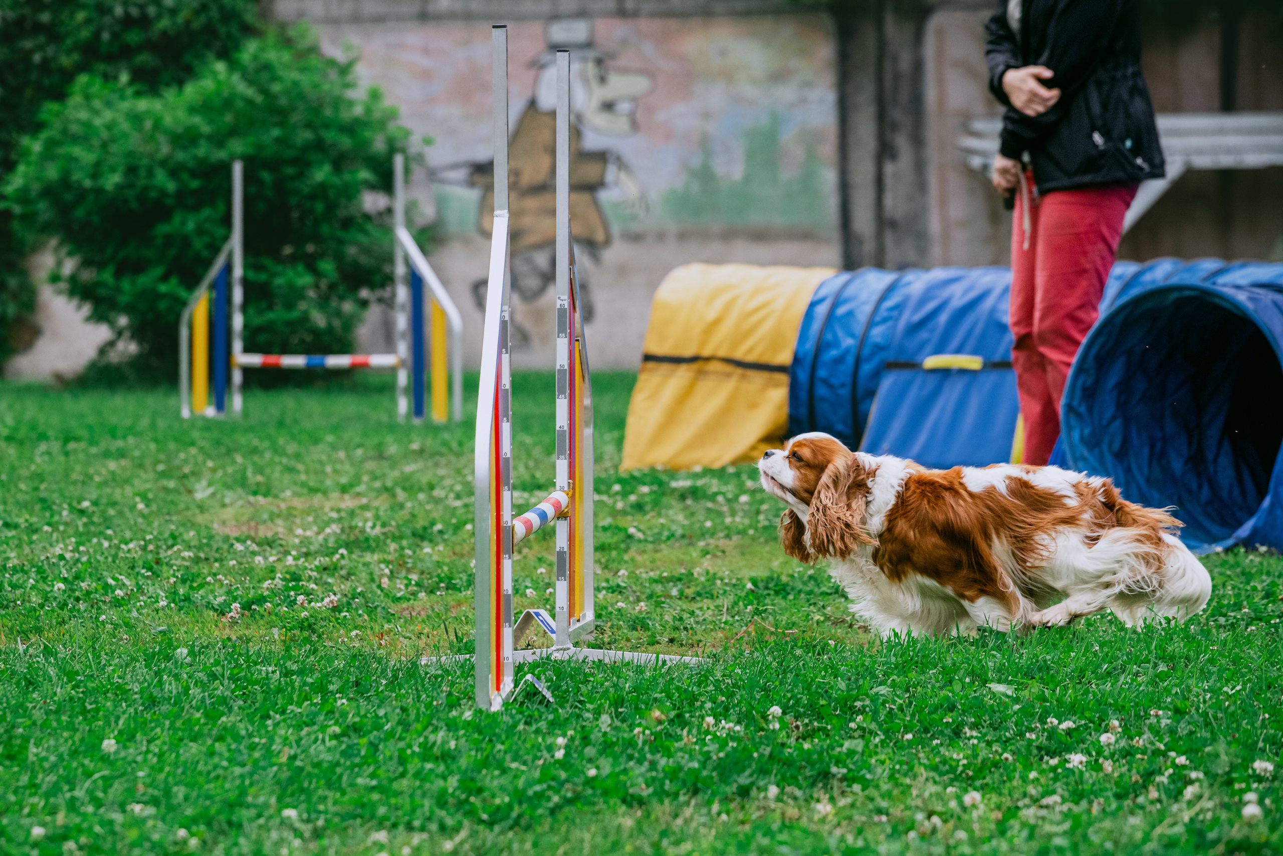 Соревнования по аджилити Долгопрудный 30.06.2025. Фотограф-анималист Татьяна Степанова