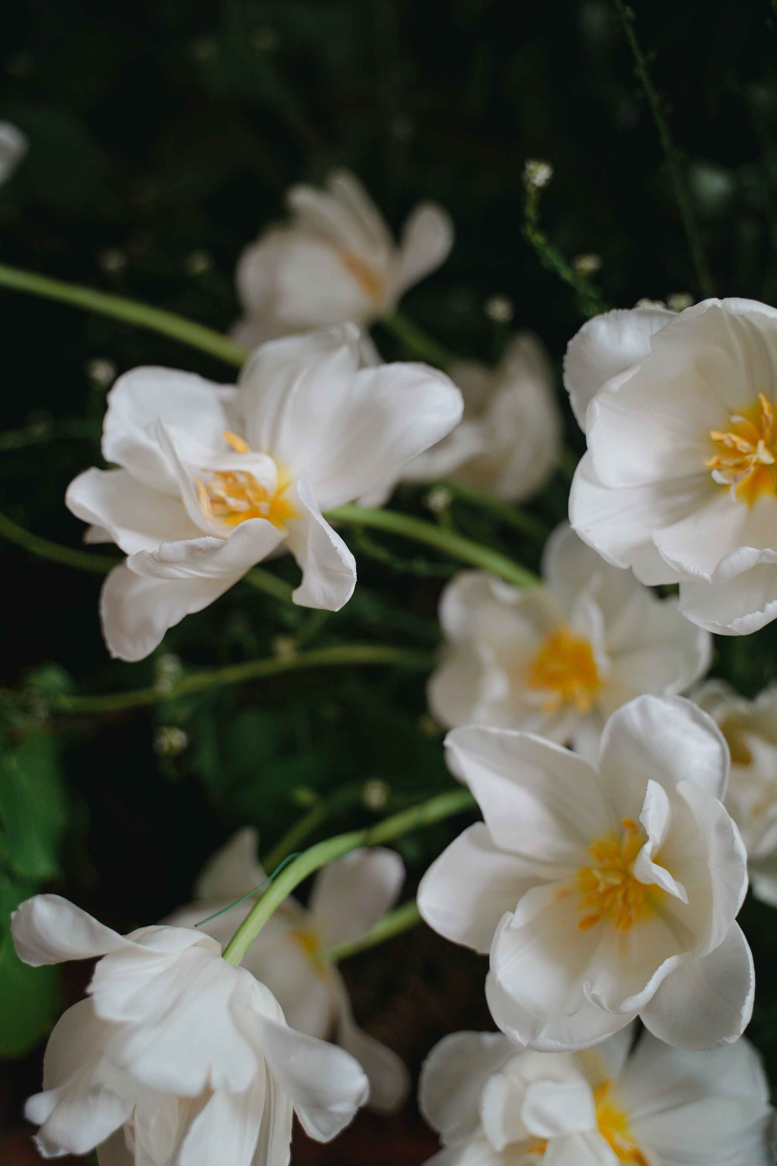 The Secret Garden. Портретный фотограф в Краснодаре Валерия Матирная