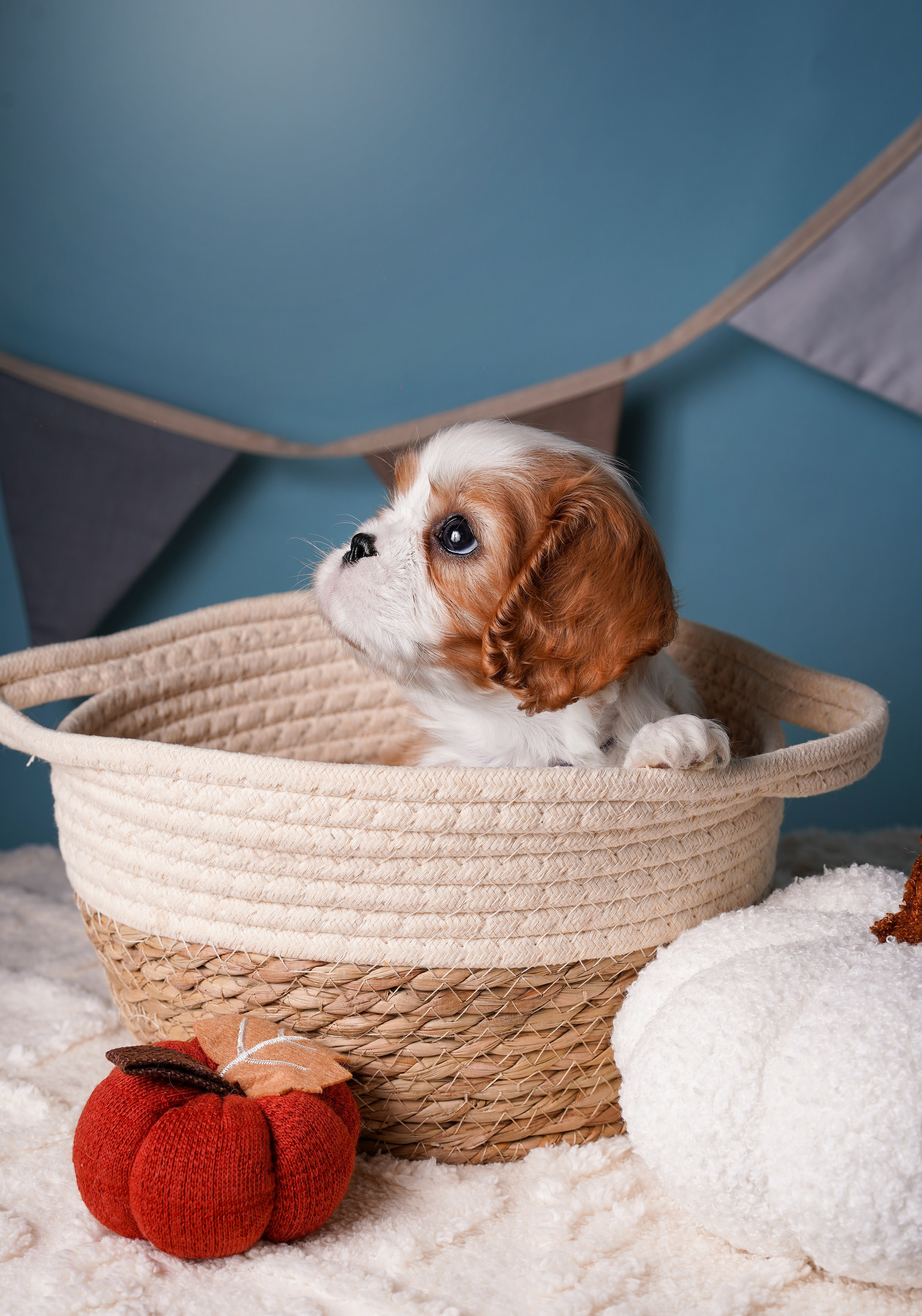 Щенки кавалера. Фотограф-анималист в Санкт-Петербурге Яна Мартынова