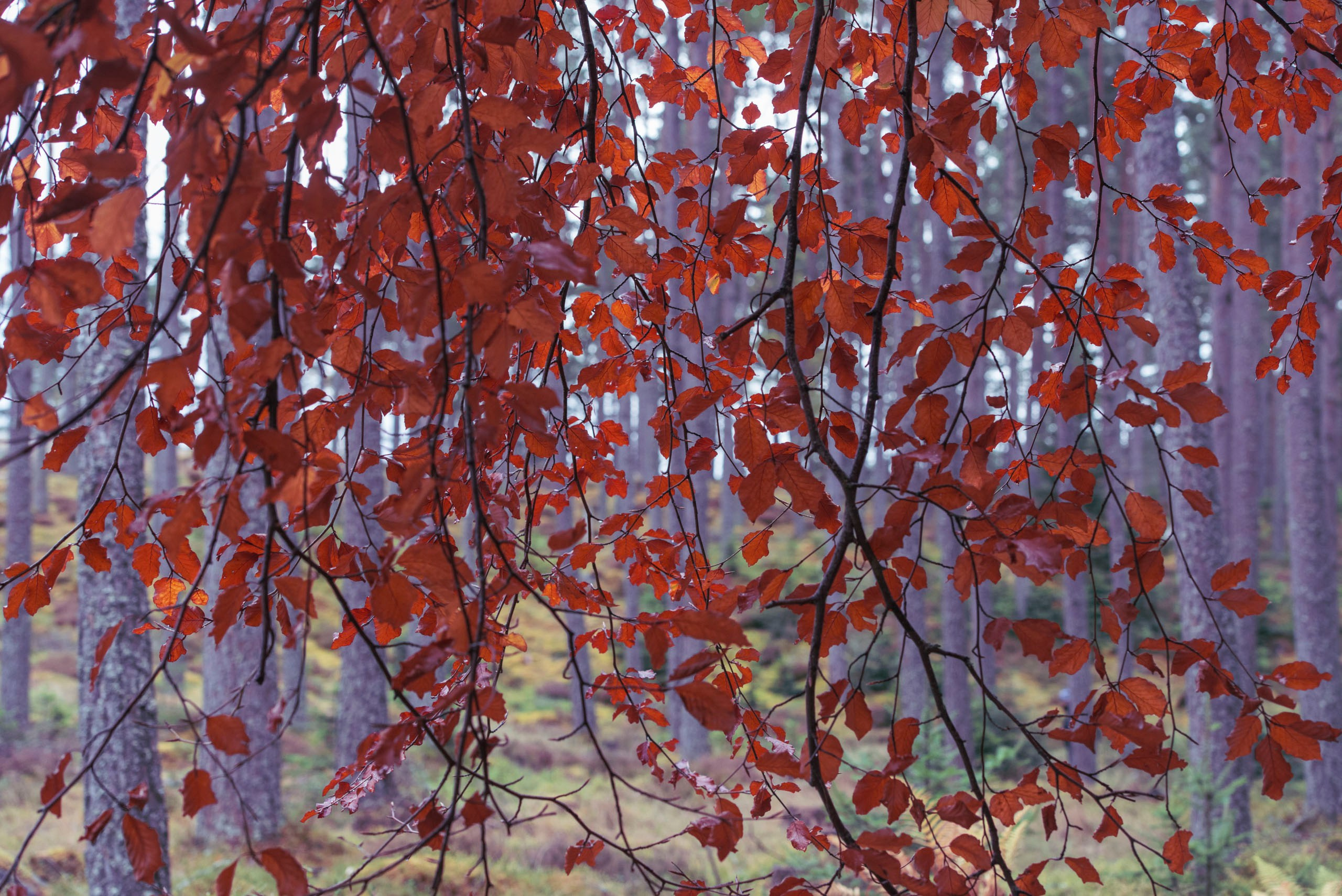 Крупный план осенних веток с красными и оранжевыми листьями на фоне размытого соснового леса.