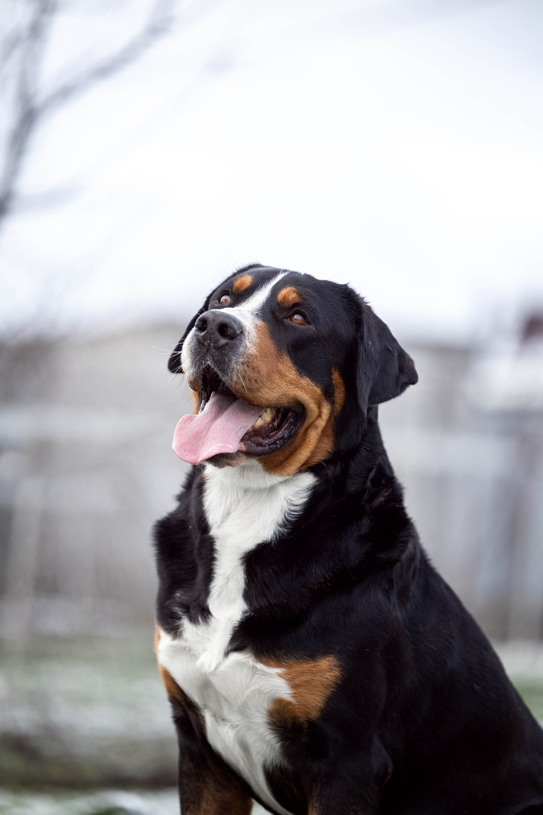Sozvezdie Zennenhundov Markus (Маркус). Питомник Больших Швейцарских Зенненхундов в Калужской области / Москва