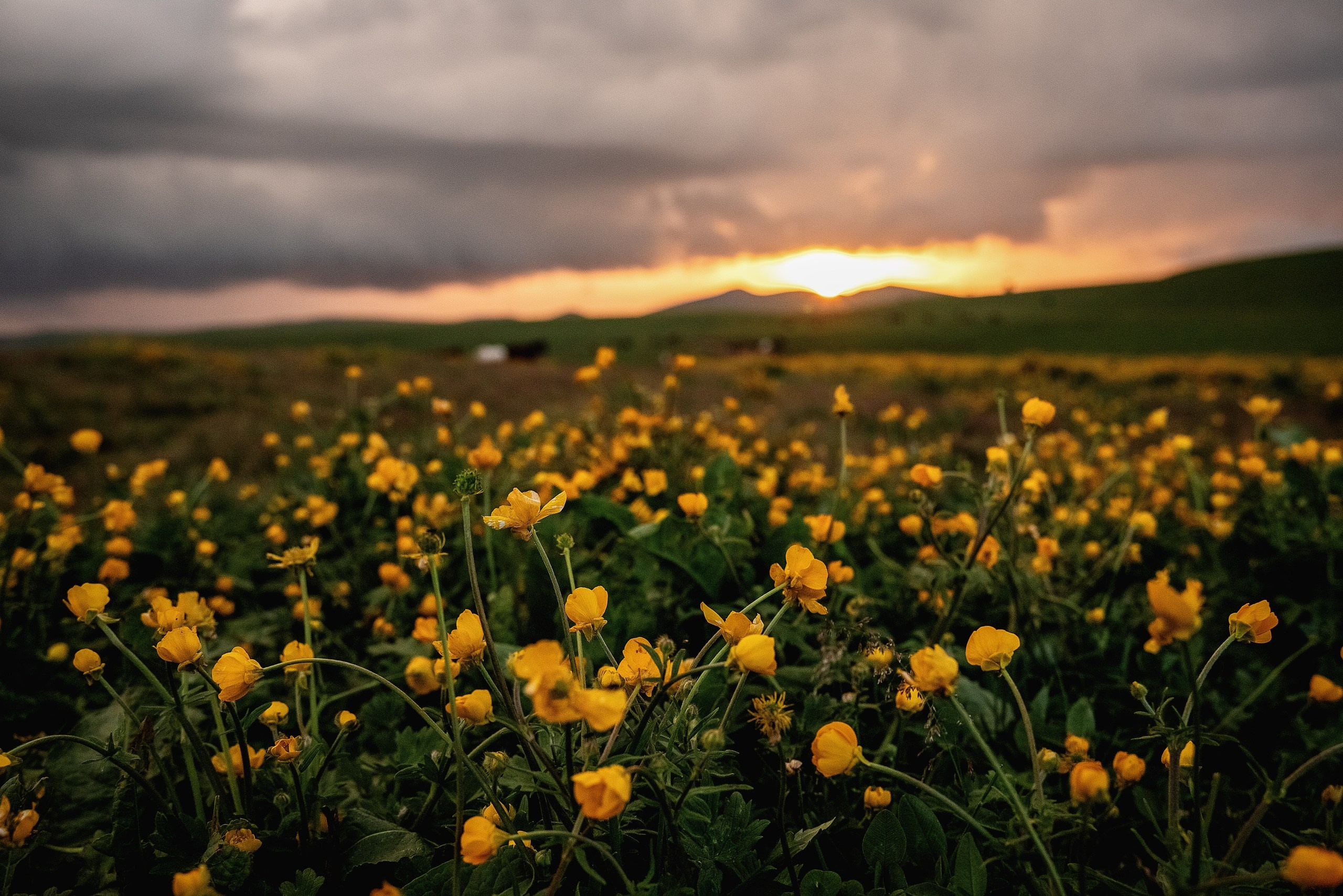 Плато Бийчесын. BrisArts