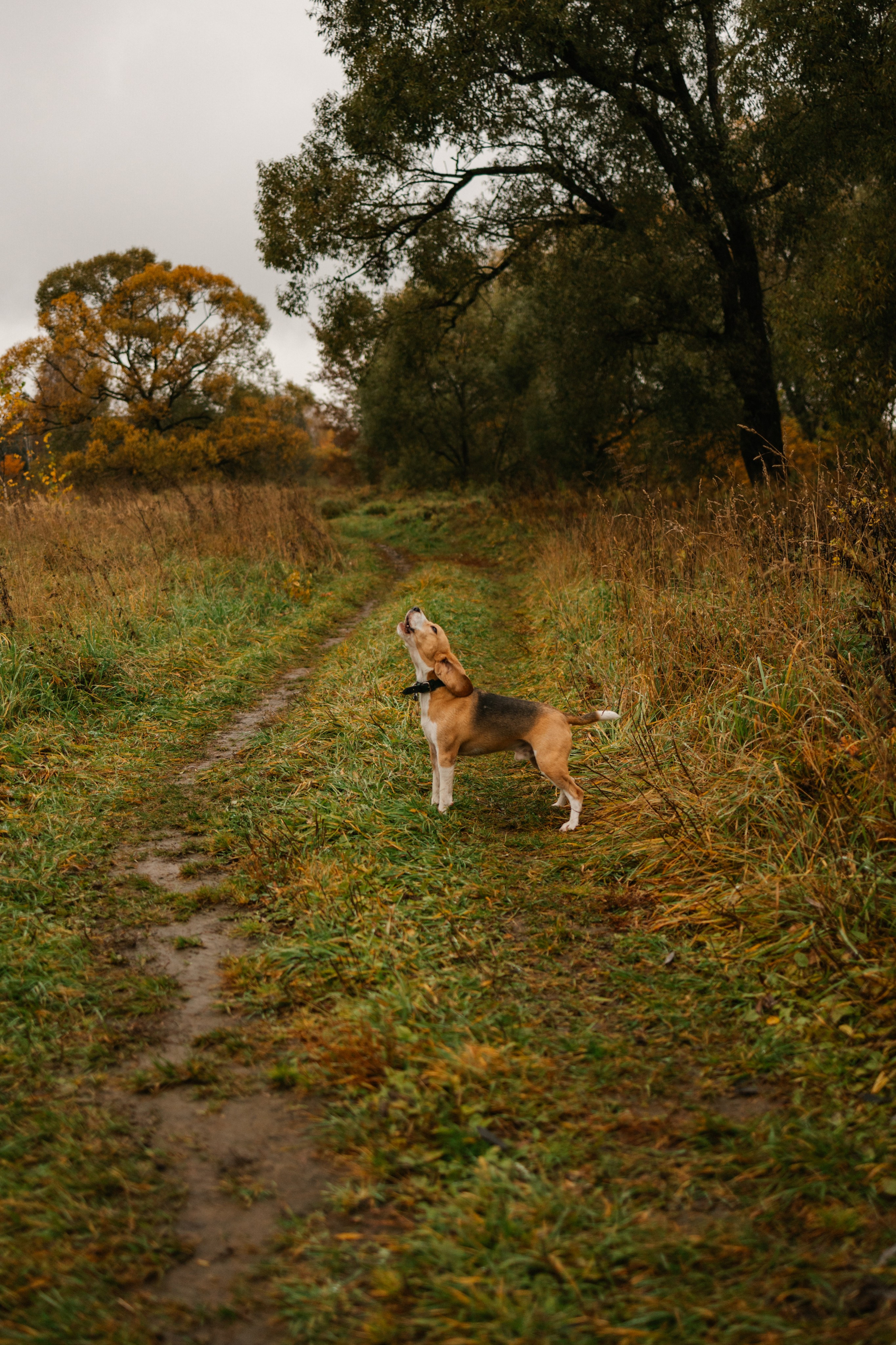 Лена и Тайгер. Фотограф — Анималист | Санкт-Петербург