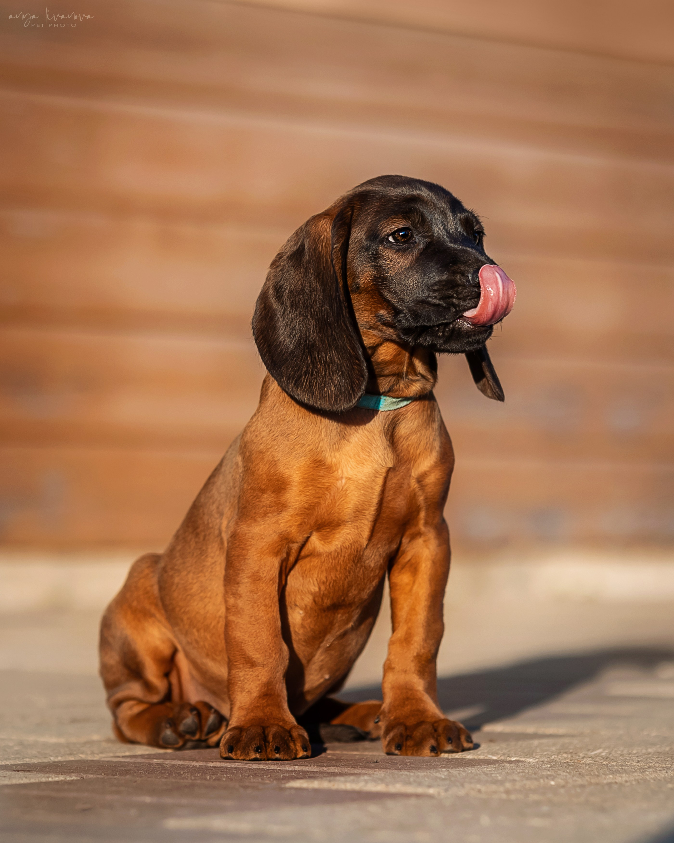 Баварцы. Фотограф анималист Аня Ливанова | Рыбинск