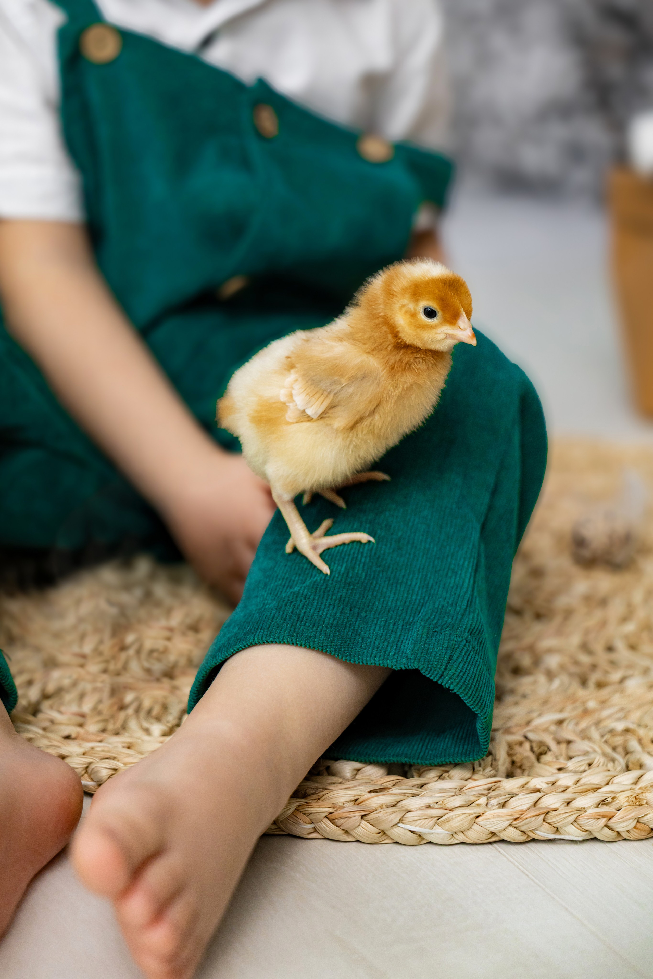 Фотосессия с цыплятами. Фотограф Белгород