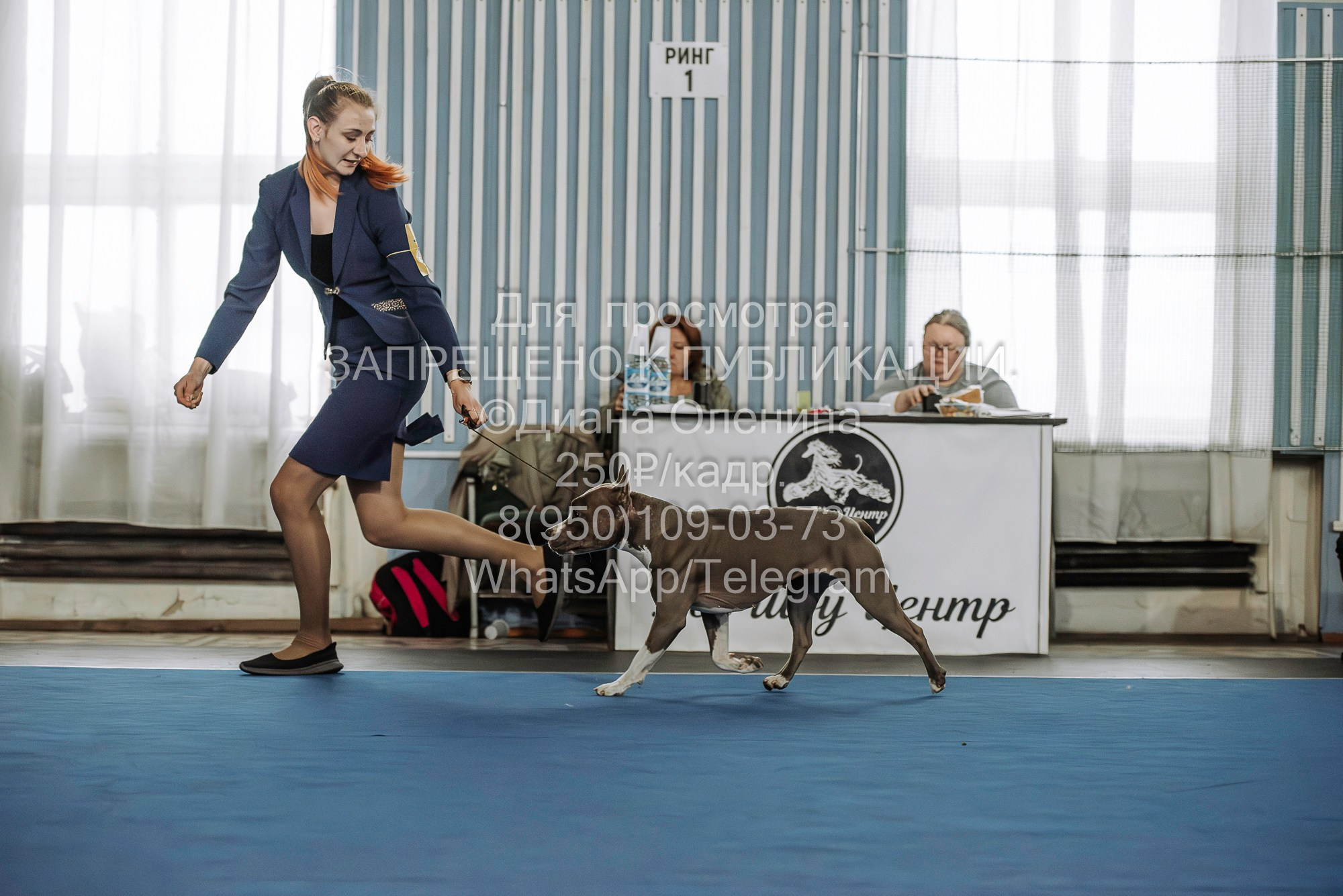 Выставка собак Красноярск 29.10.2023. Фотограф Диана Оленина Красноярск / Братск