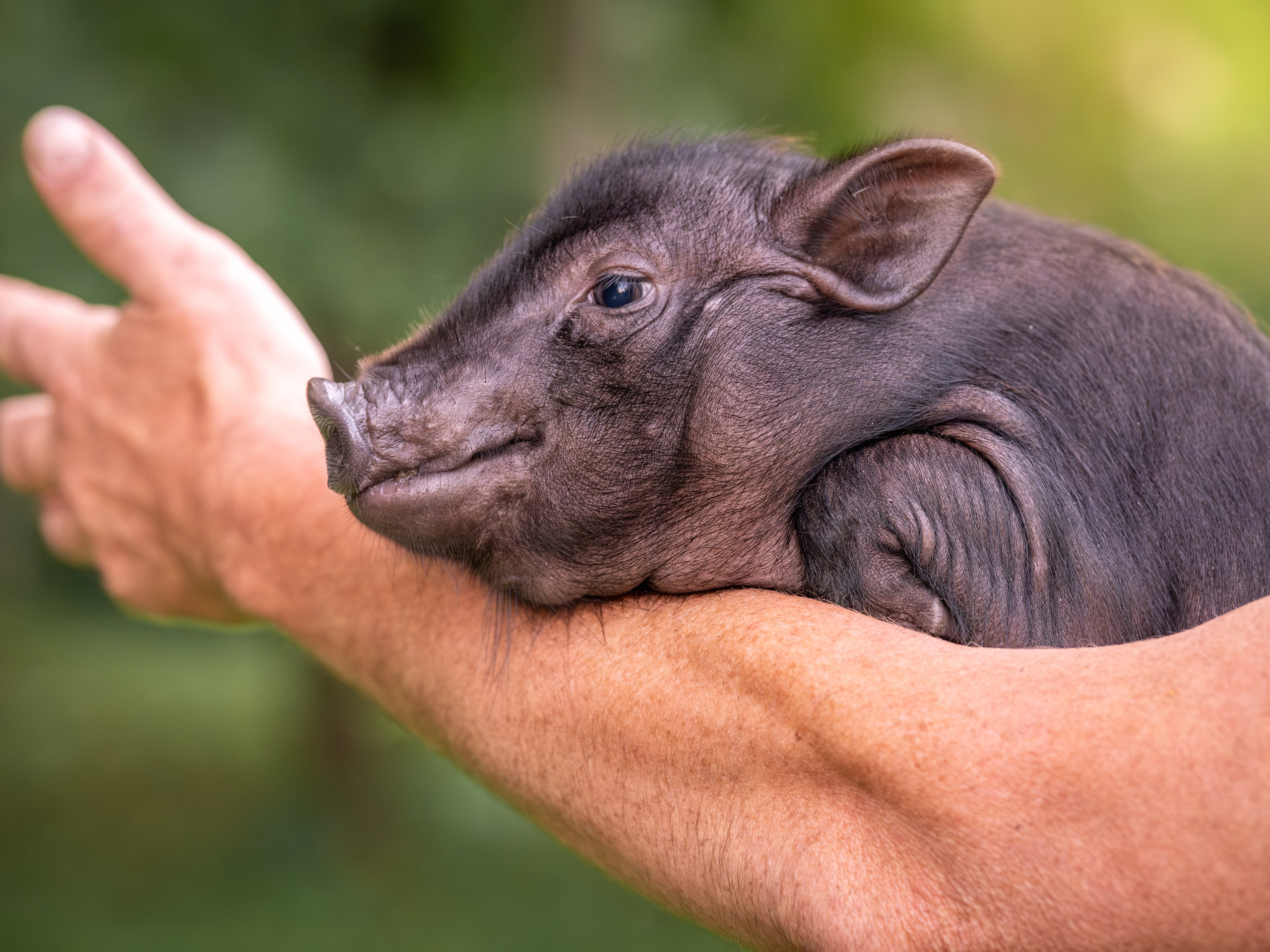Минипиги для Марины. Зоофотограф, фотограф животных в Москве и области Дина Дамоцева