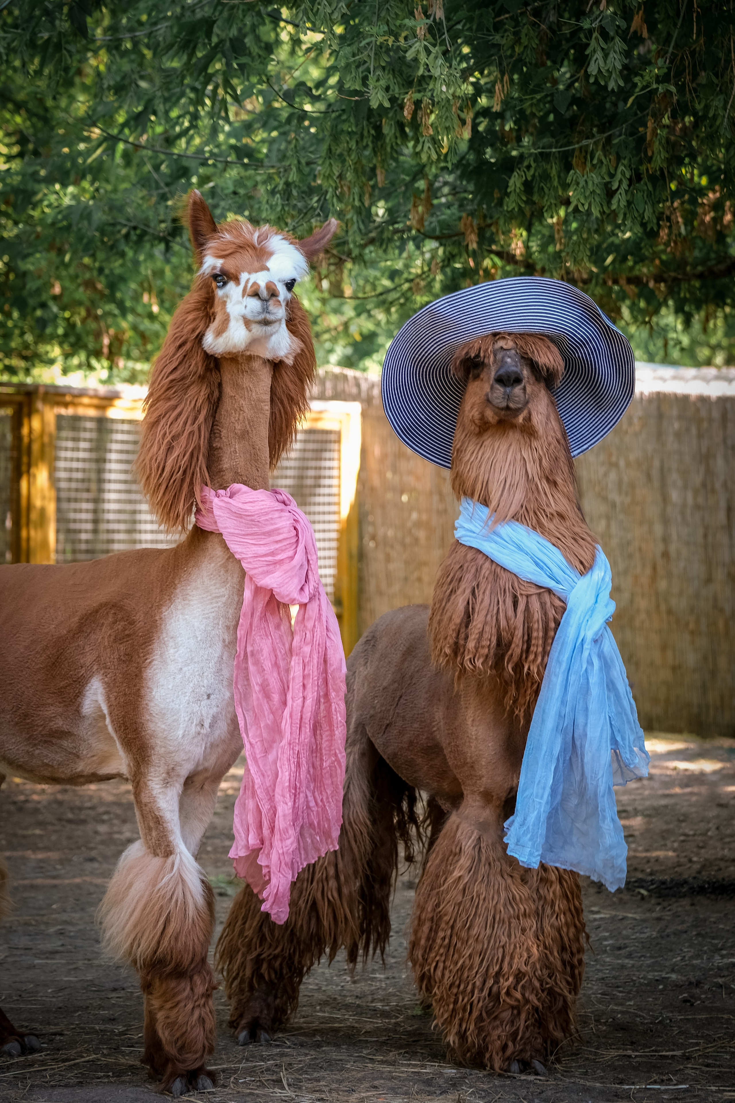 Альпаки). Зоофотограф, фотограф животных в Москве и области Дина Дамоцева