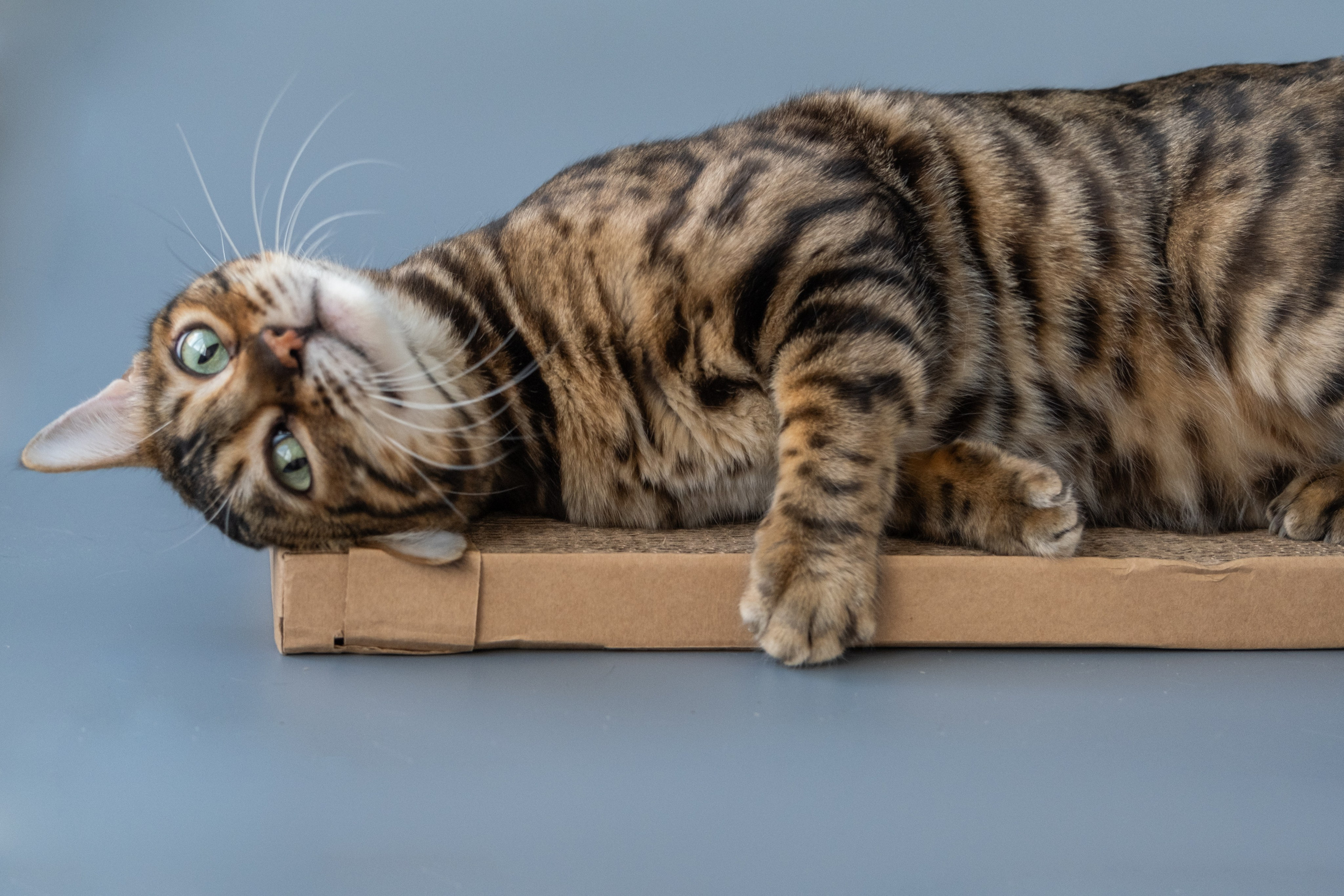 Когтеточки из картона. Зоофотограф, фотограф животных в Москве и области Дина Дамоцева