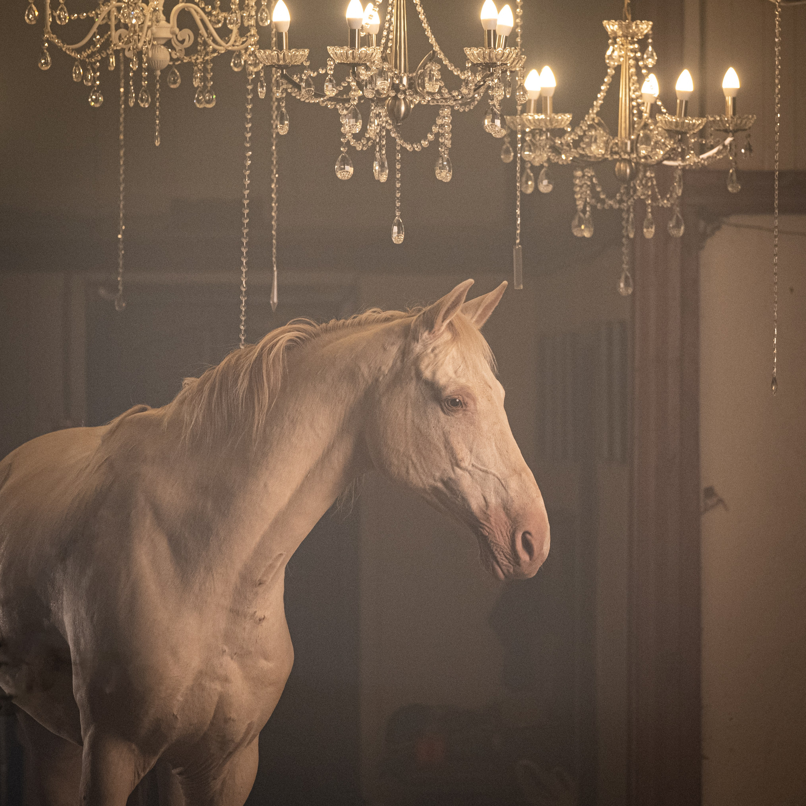 Аванпост, конное ранчо. Зоофотограф, фотограф животных в Москве и области Дина Дамоцева