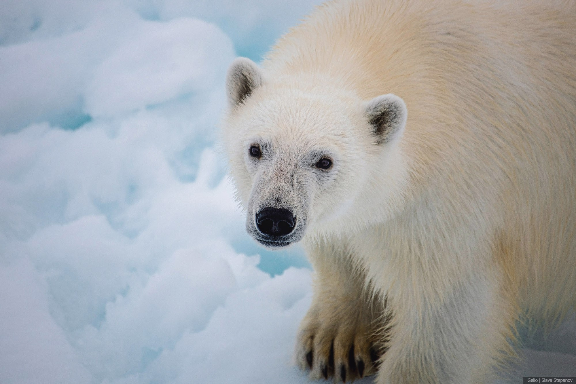 Природа. Фотограф Слава Степанов, Gelio
