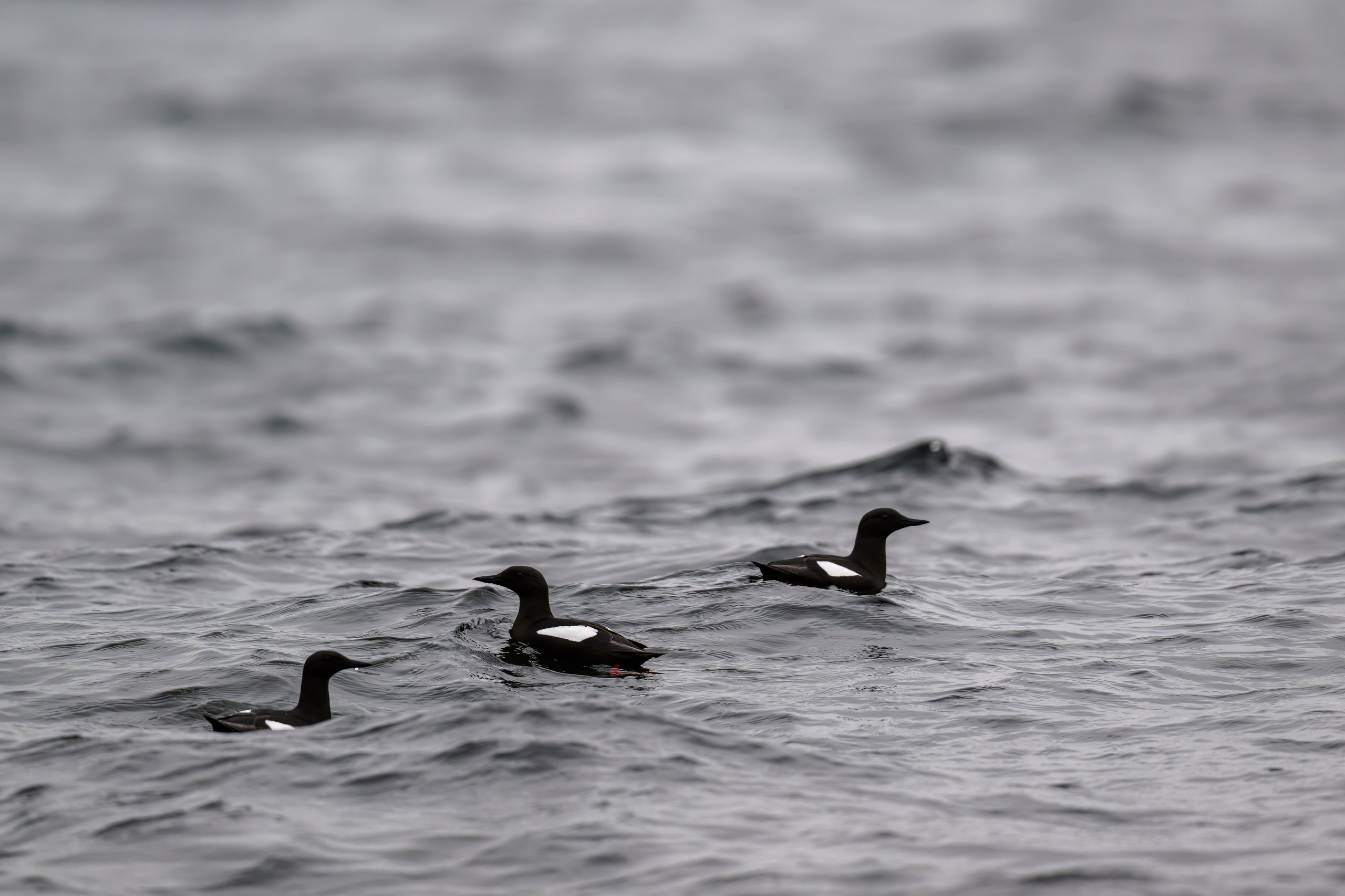 Мурманская область. Июнь 2024. Фотограф Сергей Пупонин