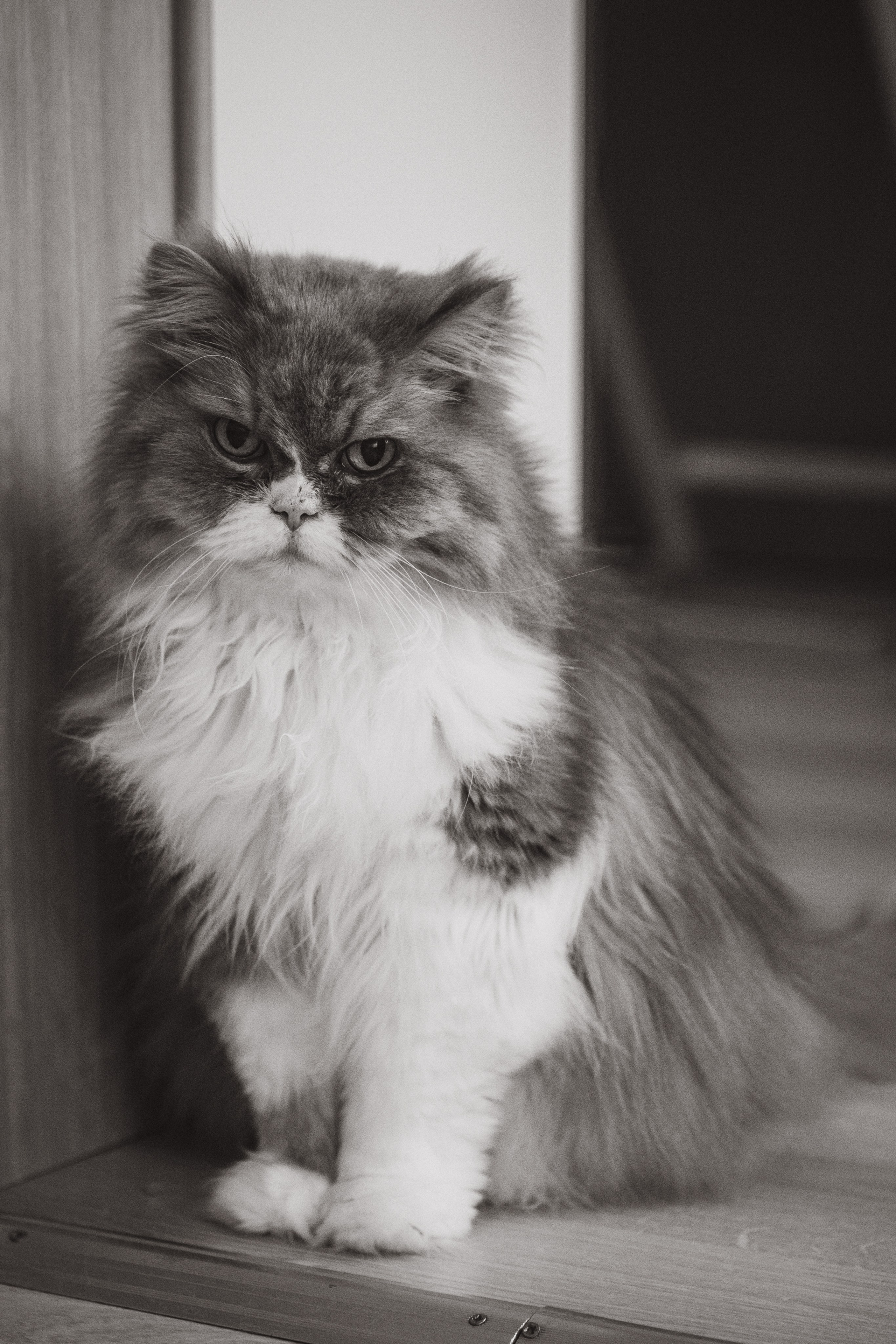 Александр, Мария и Павлуша