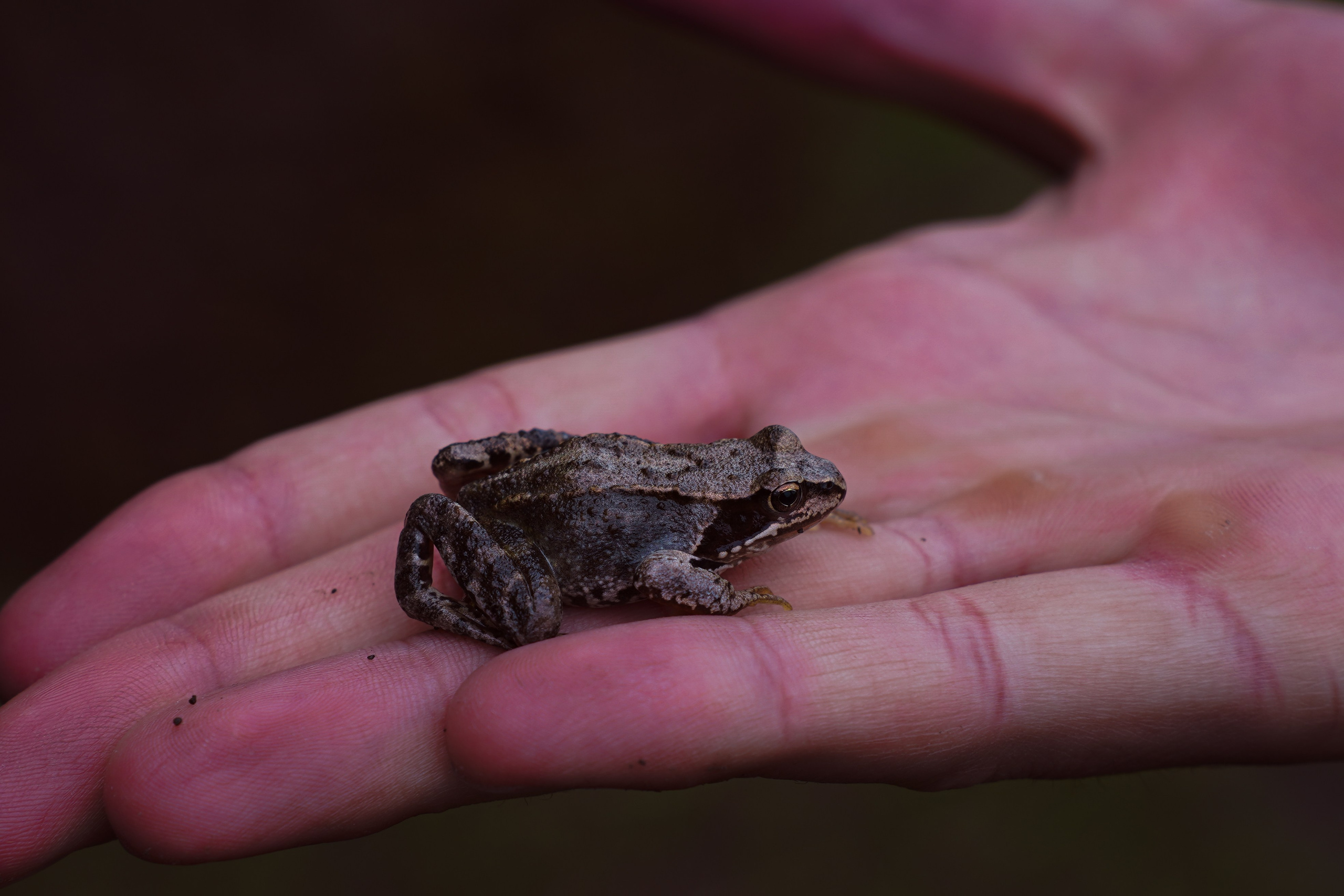 MOTHER EARTH. Фотограф и визуальный художник в Туле / Николай Рейзвих
