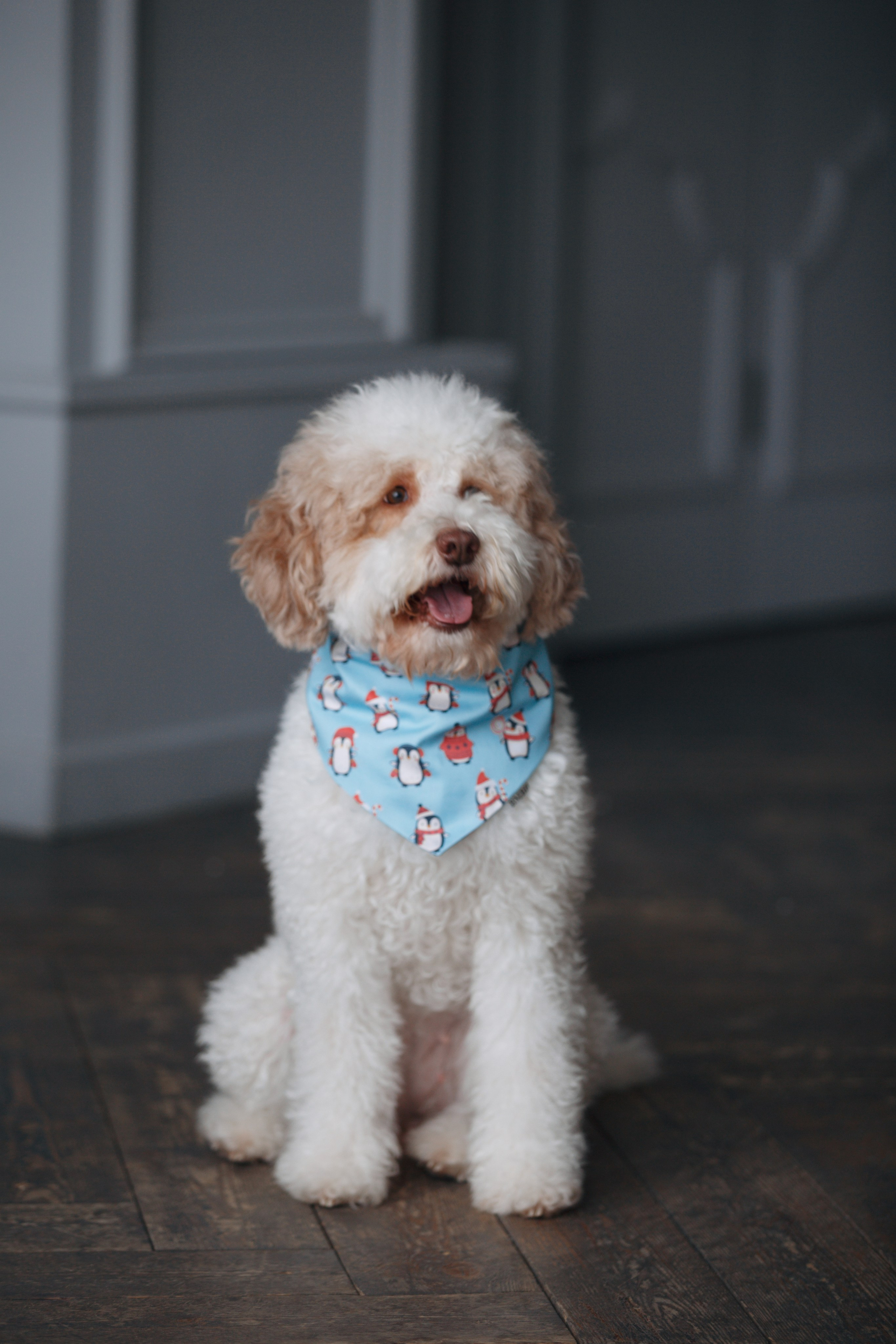 Bmbh лежанки и адресники. Фотограф анималист Кристина Карпова, Москва