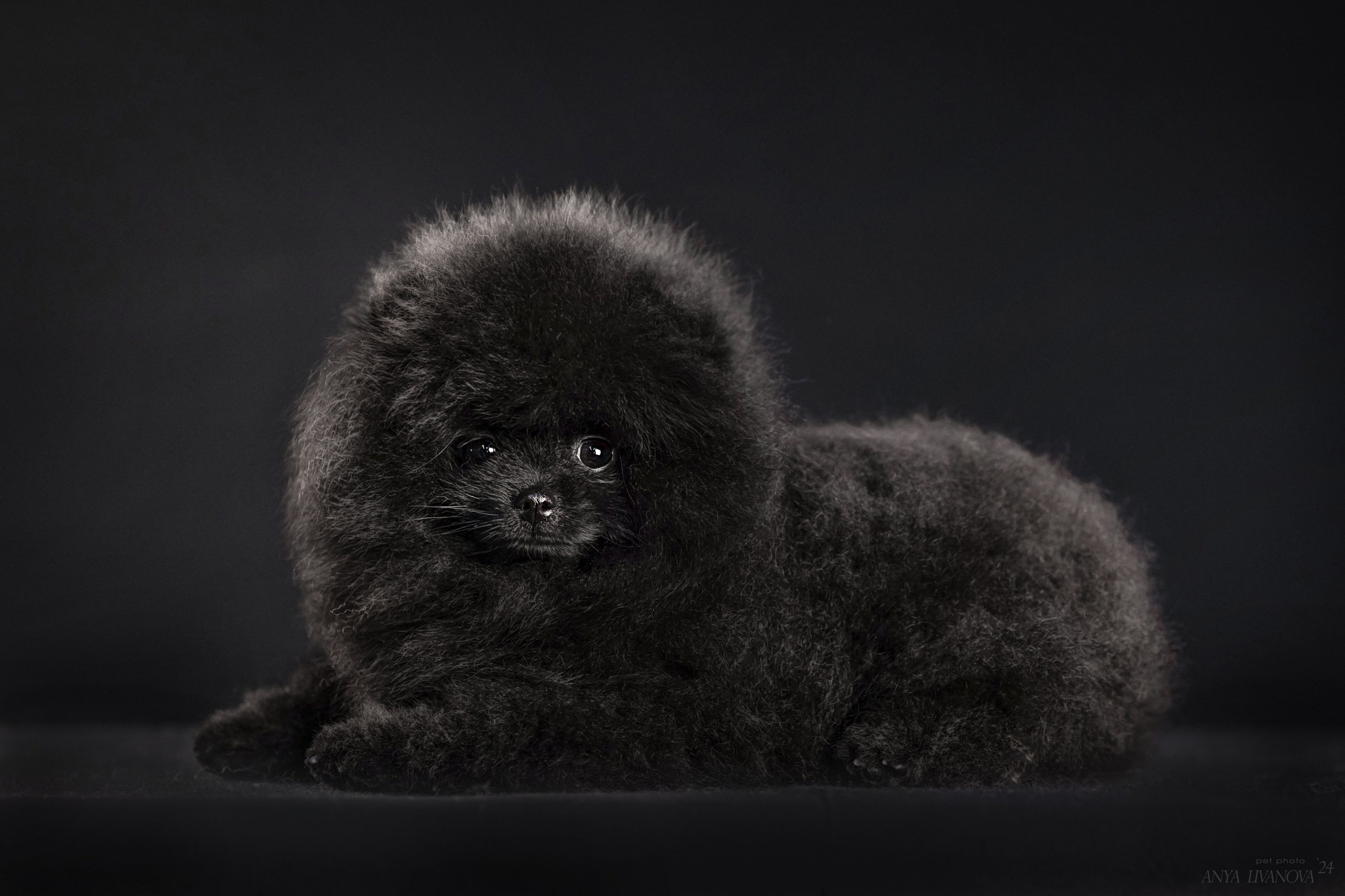 Шпицы. Фотограф анималист Аня Ливанова | Рыбинск