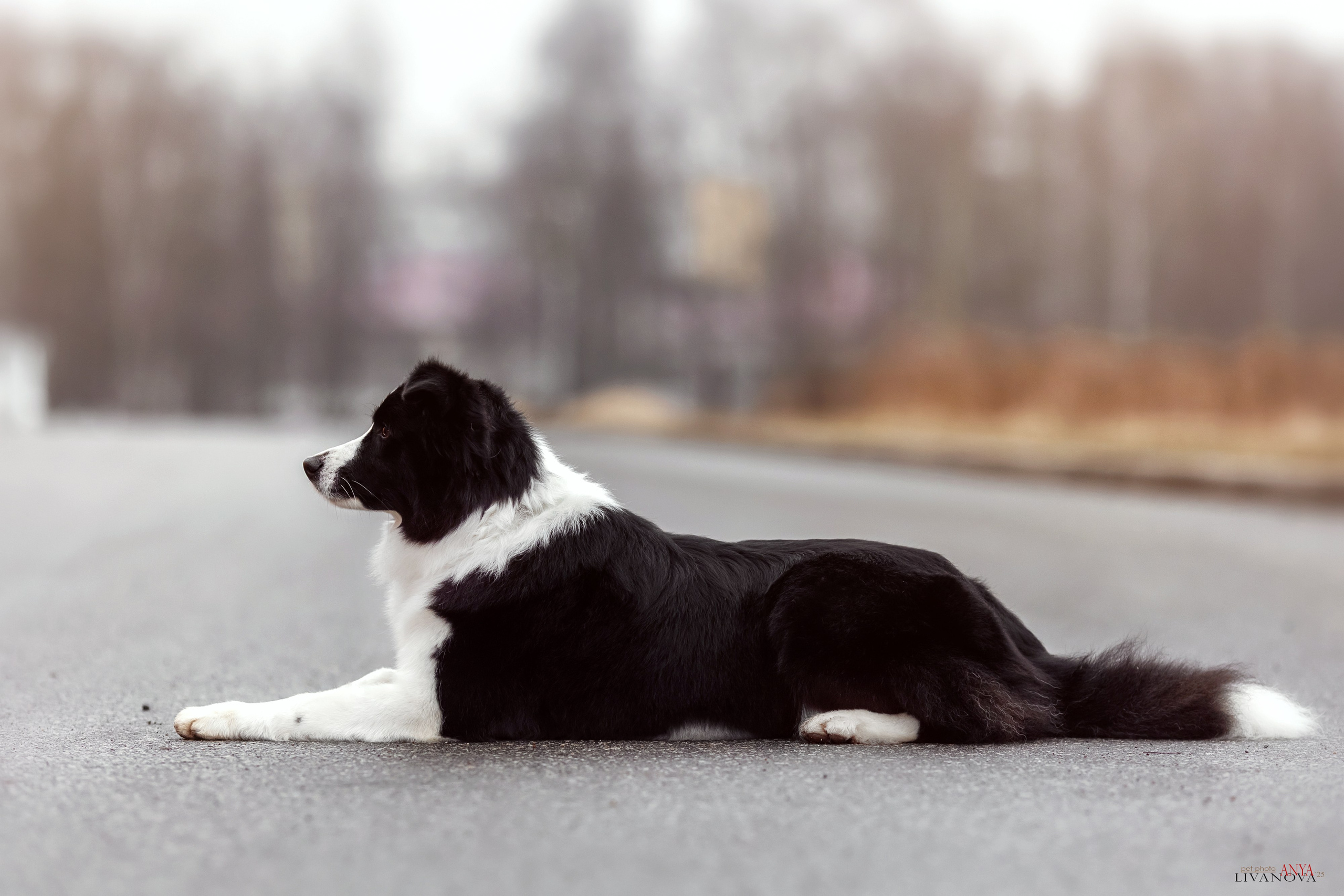 Майли. Фотограф анималист Аня Ливанова | Рыбинск