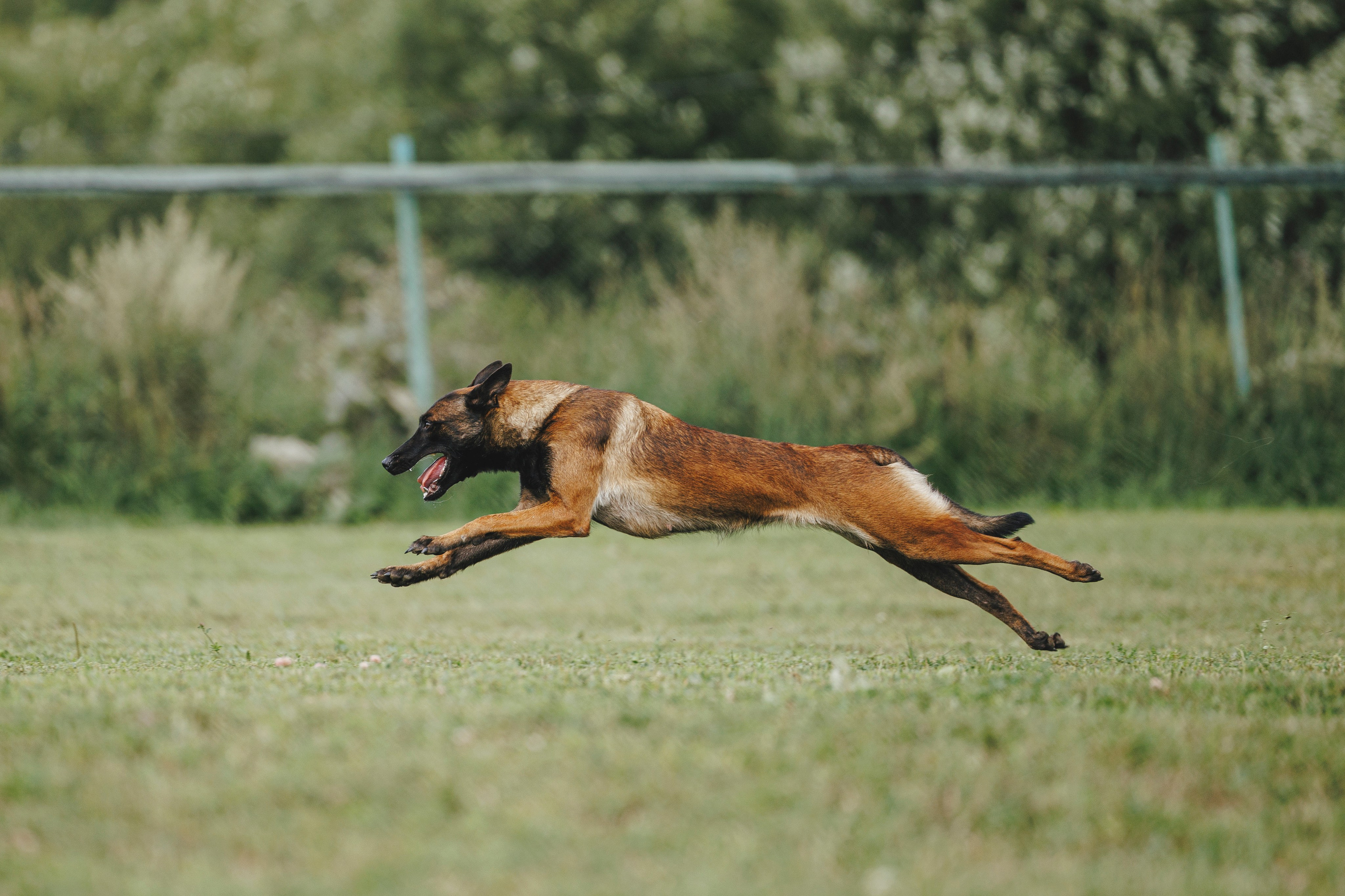 08.08.25-10.08.25 ЧР по мондьорингу г. Вологда. Фотограф-анималист Анна Маринич