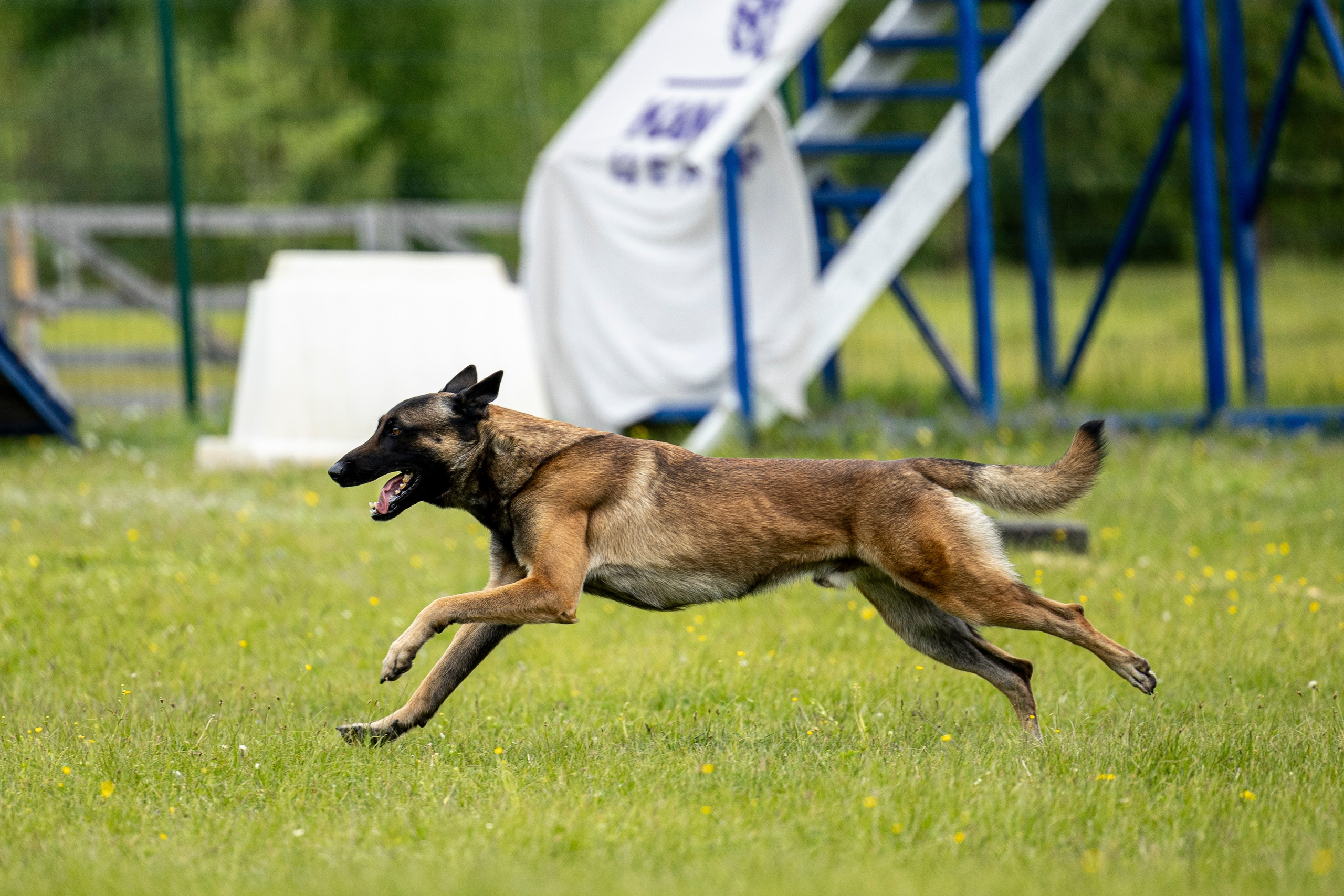 Испытания по мондьорингу в Нижнем Новгороде. Фотограф-анималист Анна Маринич