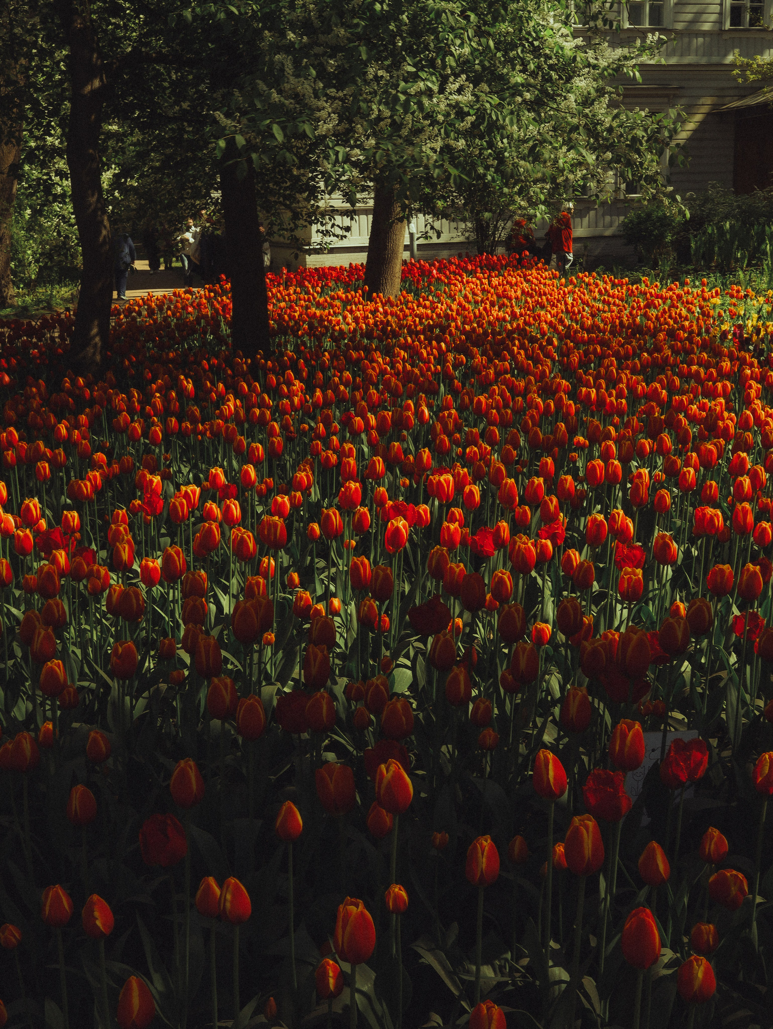 Природа &. Фотохудожник в СПб