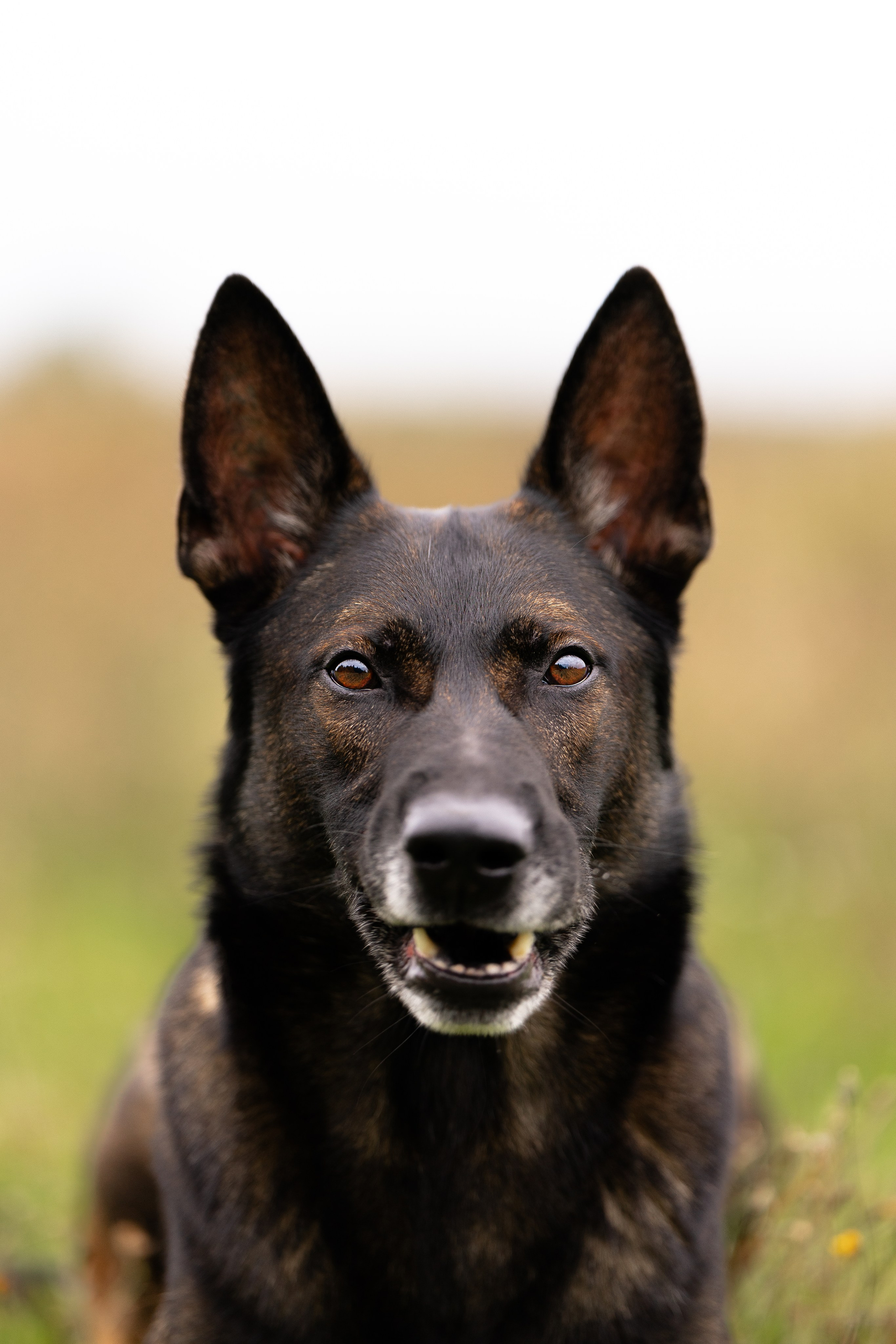 Макс. Фотограф и видеограф анималист Аганина Дарья