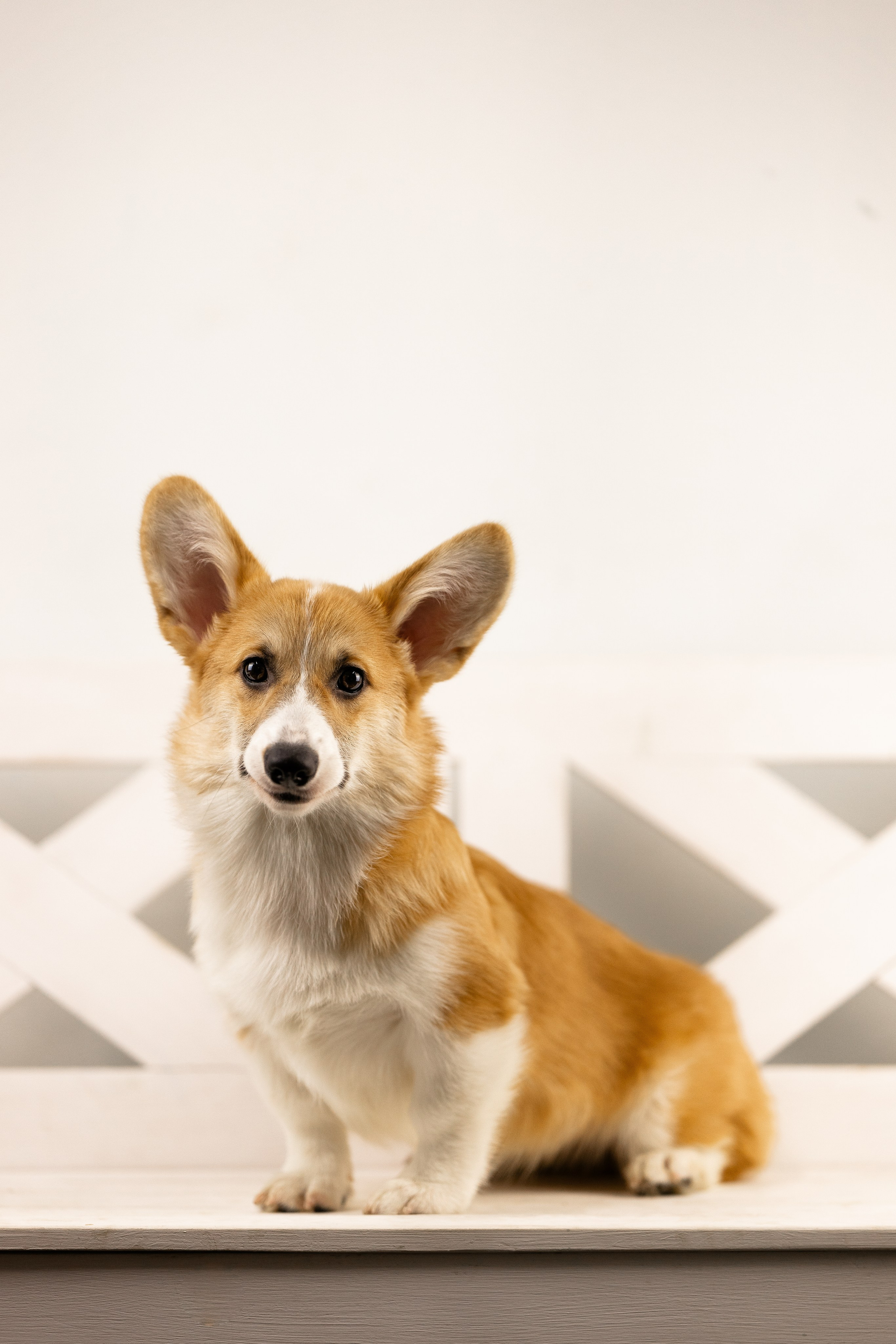 Корги. Фотограф и видеограф анималист Аганина Дарья