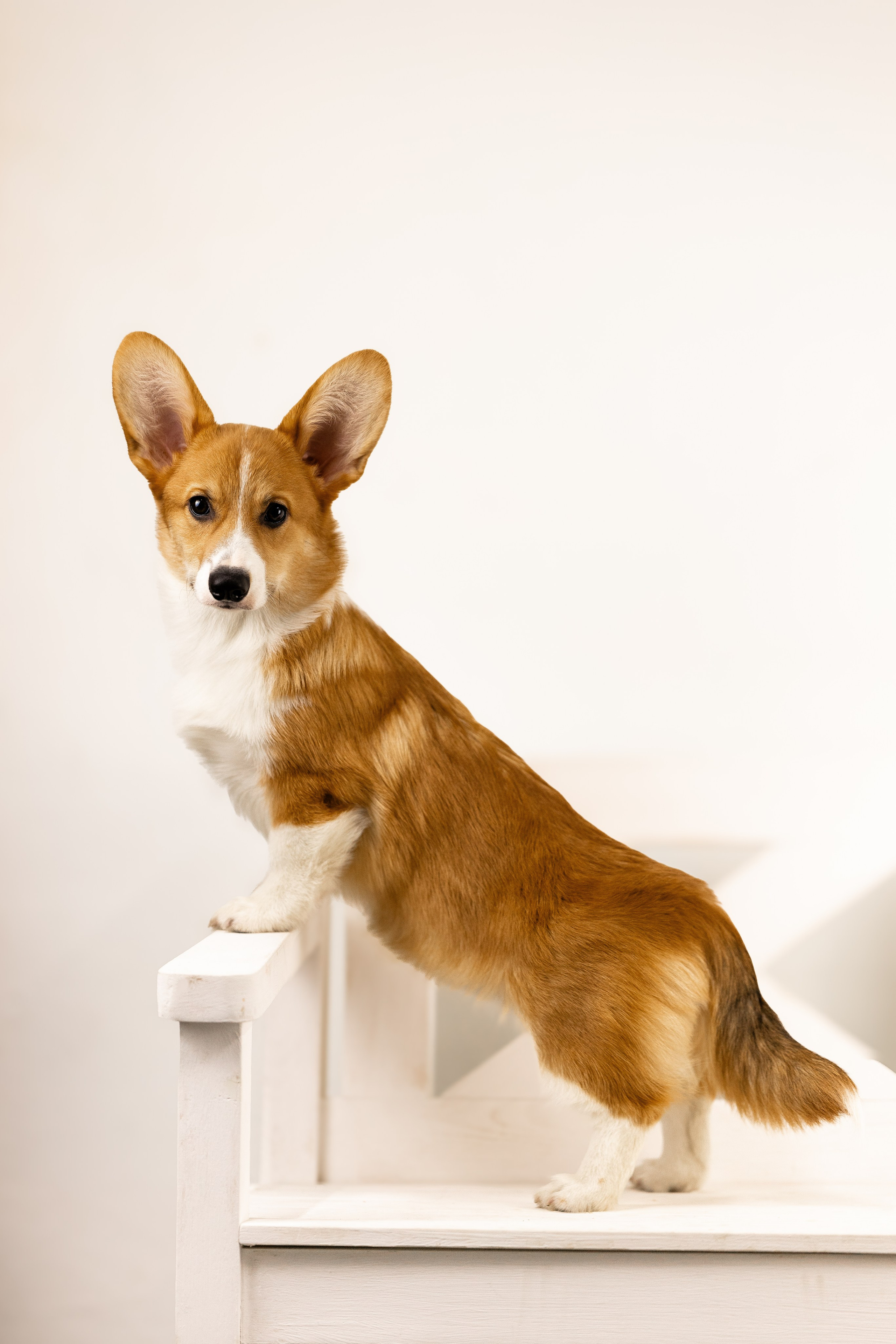 Корги. Фотограф и видеограф анималист Аганина Дарья