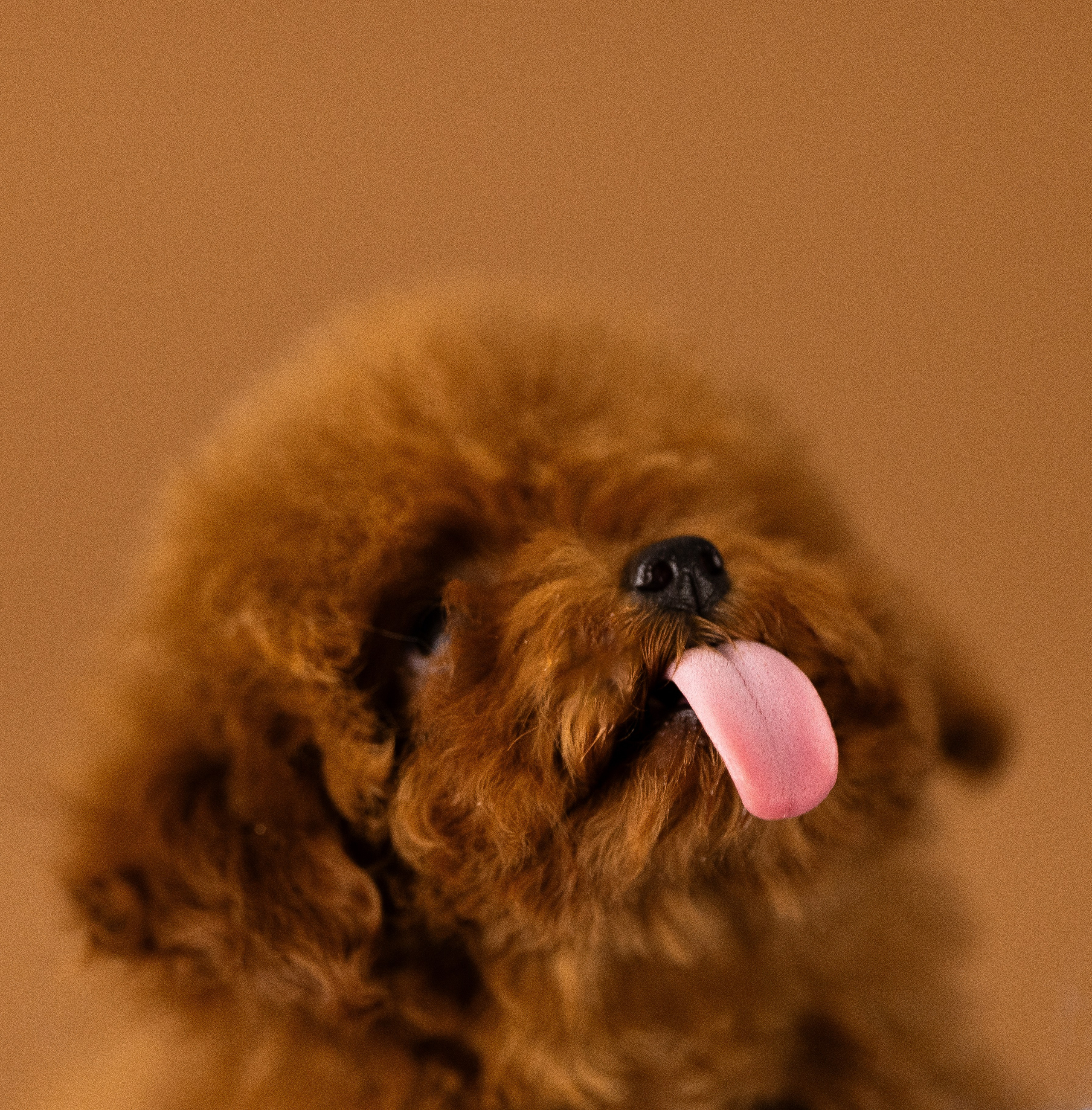 Мальтипу. Фотограф и видеограф анималист Аганина Дарья