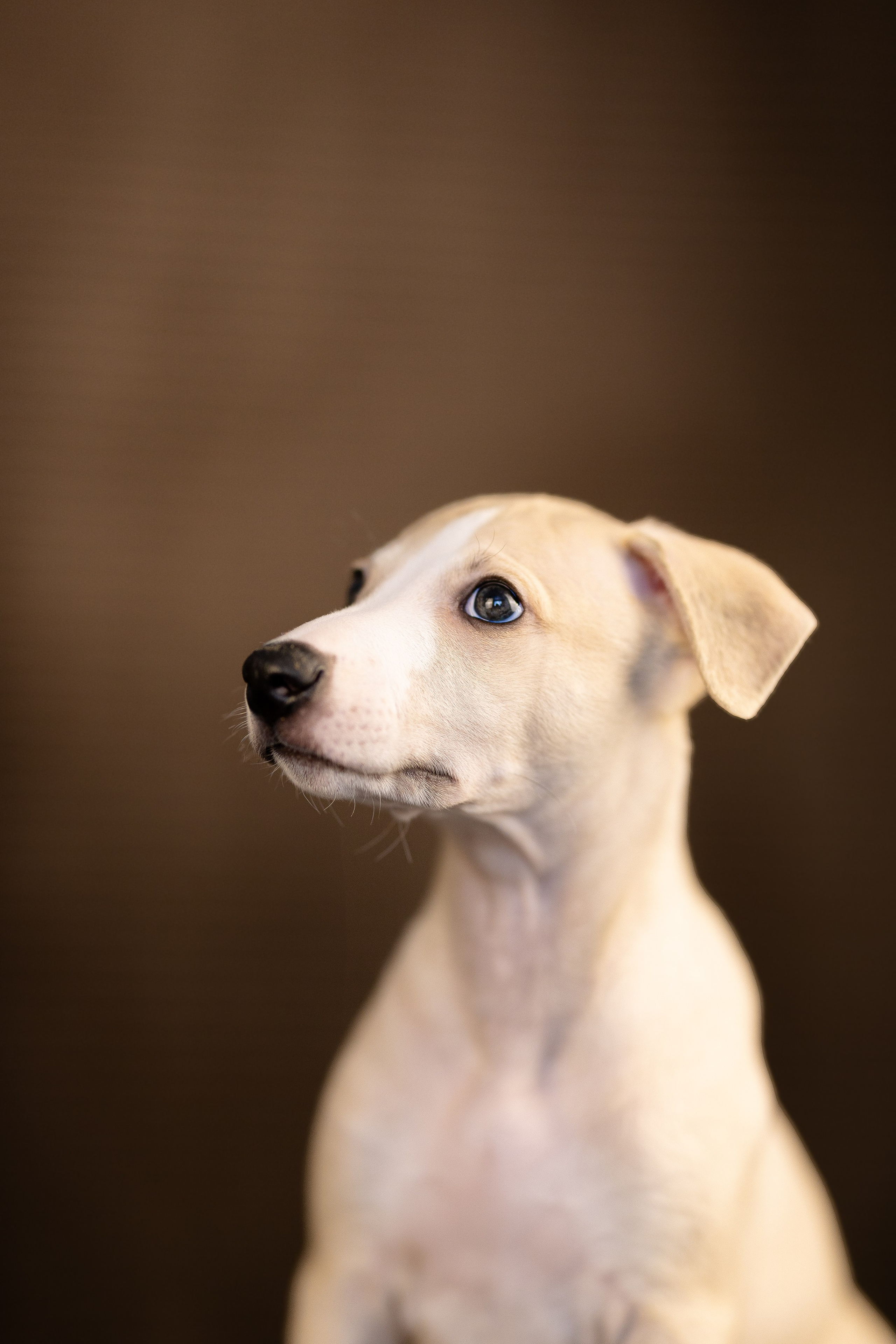 Уиппет. Фотограф и видеограф анималист Аганина Дарья