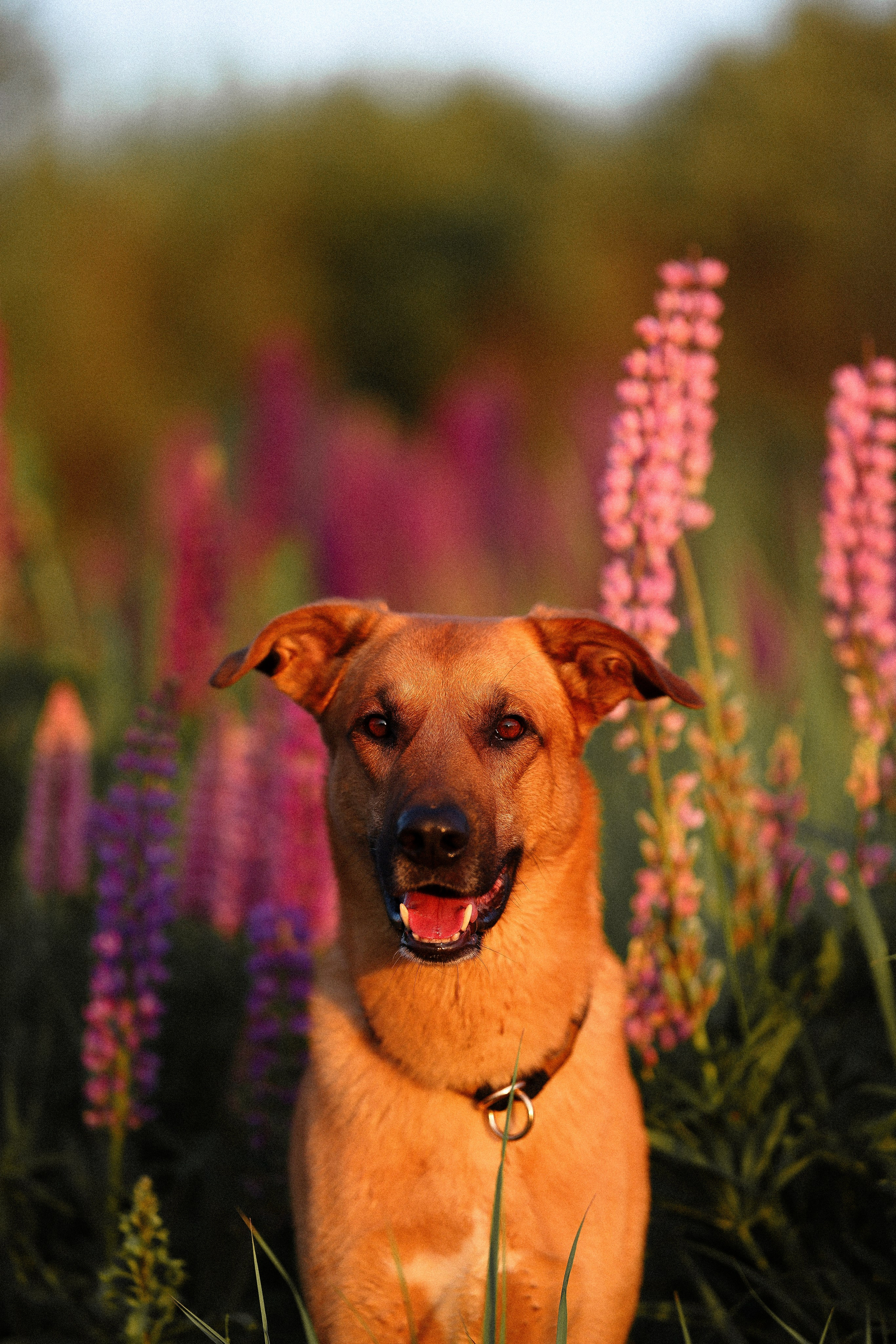Тео и Гуччи. Фотограф и видеограф анималист Аганина Дарья