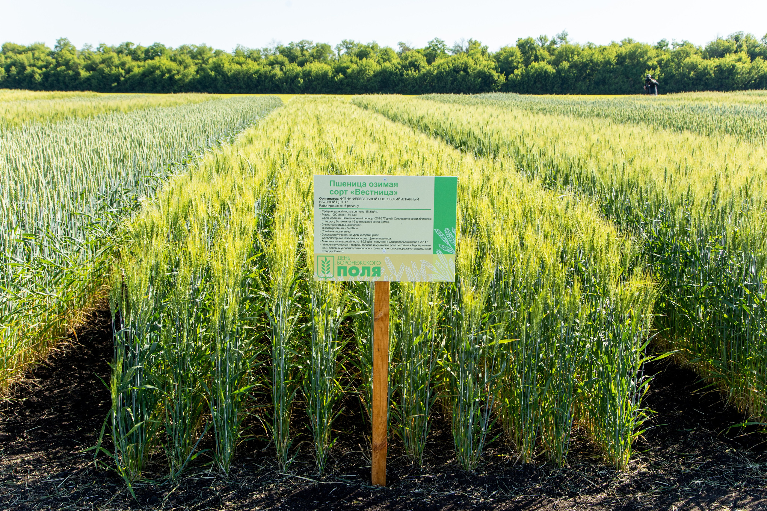 День Поля 2022. Владислав Волков | Фотография и видеосъемка в Воронеже