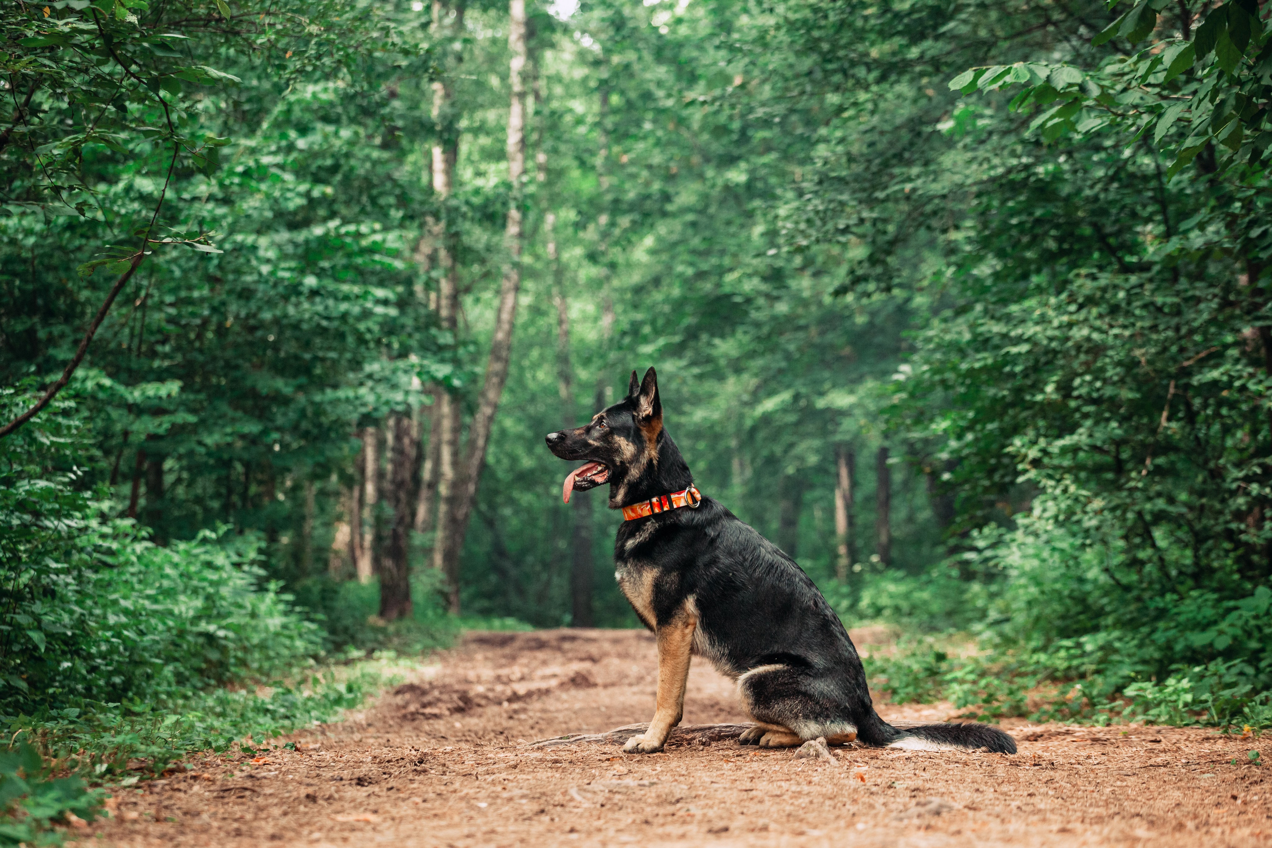 Лесная летняя фотопрогулка. Фотограф-анималист Татьяна Степанова