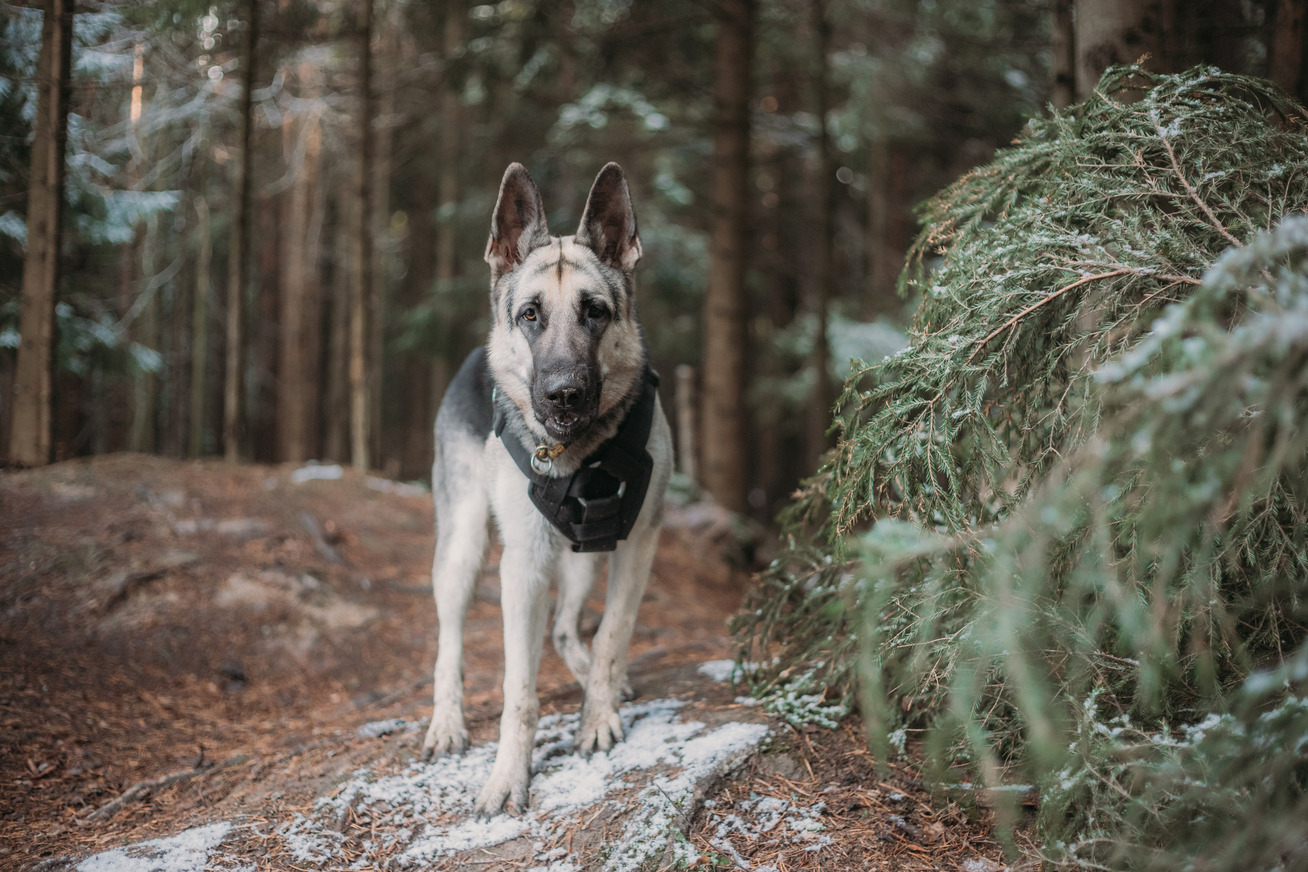 Фотосессии животных. Детский фотограф, фотограф-анималист