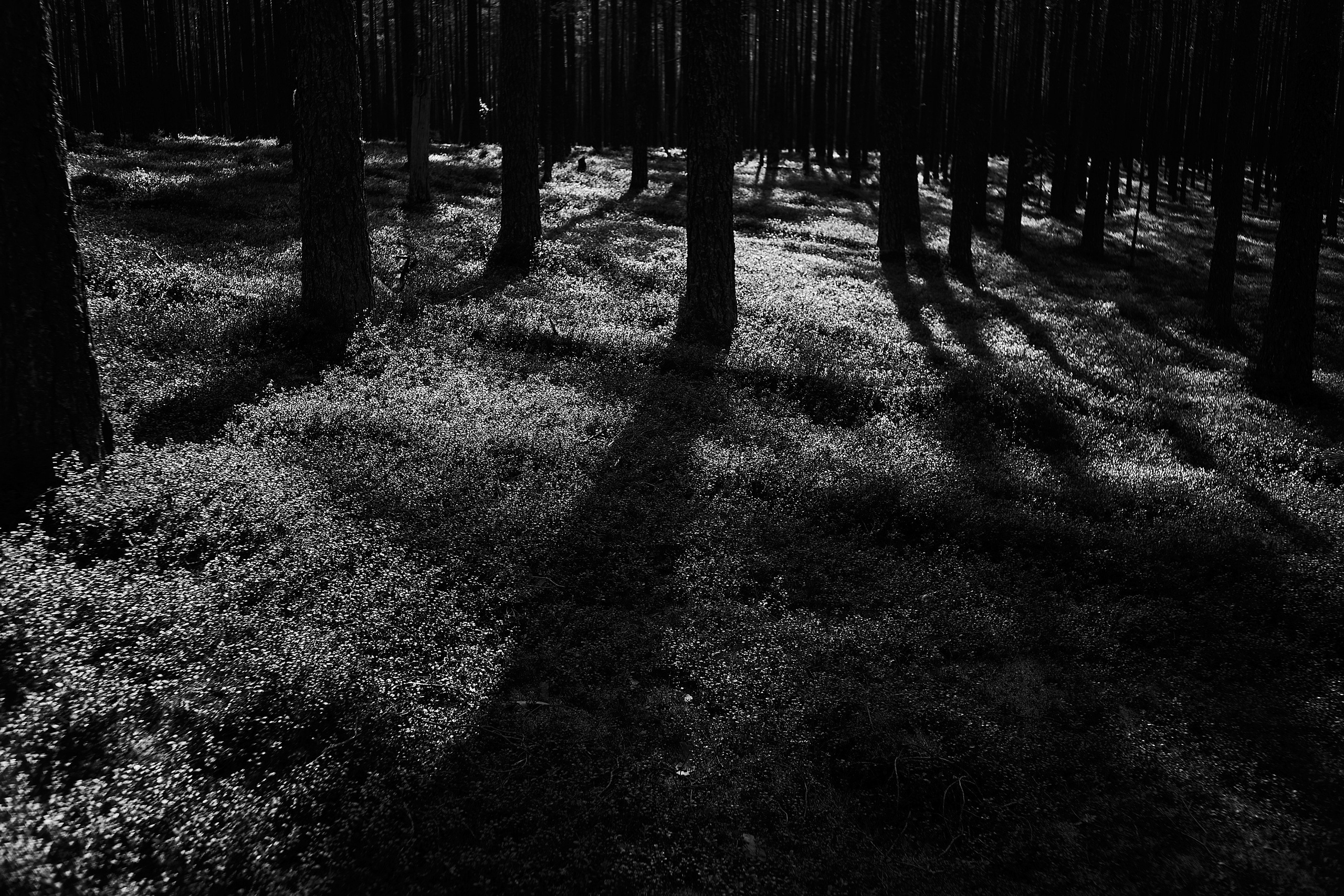 Формы Дерева 22г -…. Фотограф и оператор мероприятий, концертов и портретов в городе Москва