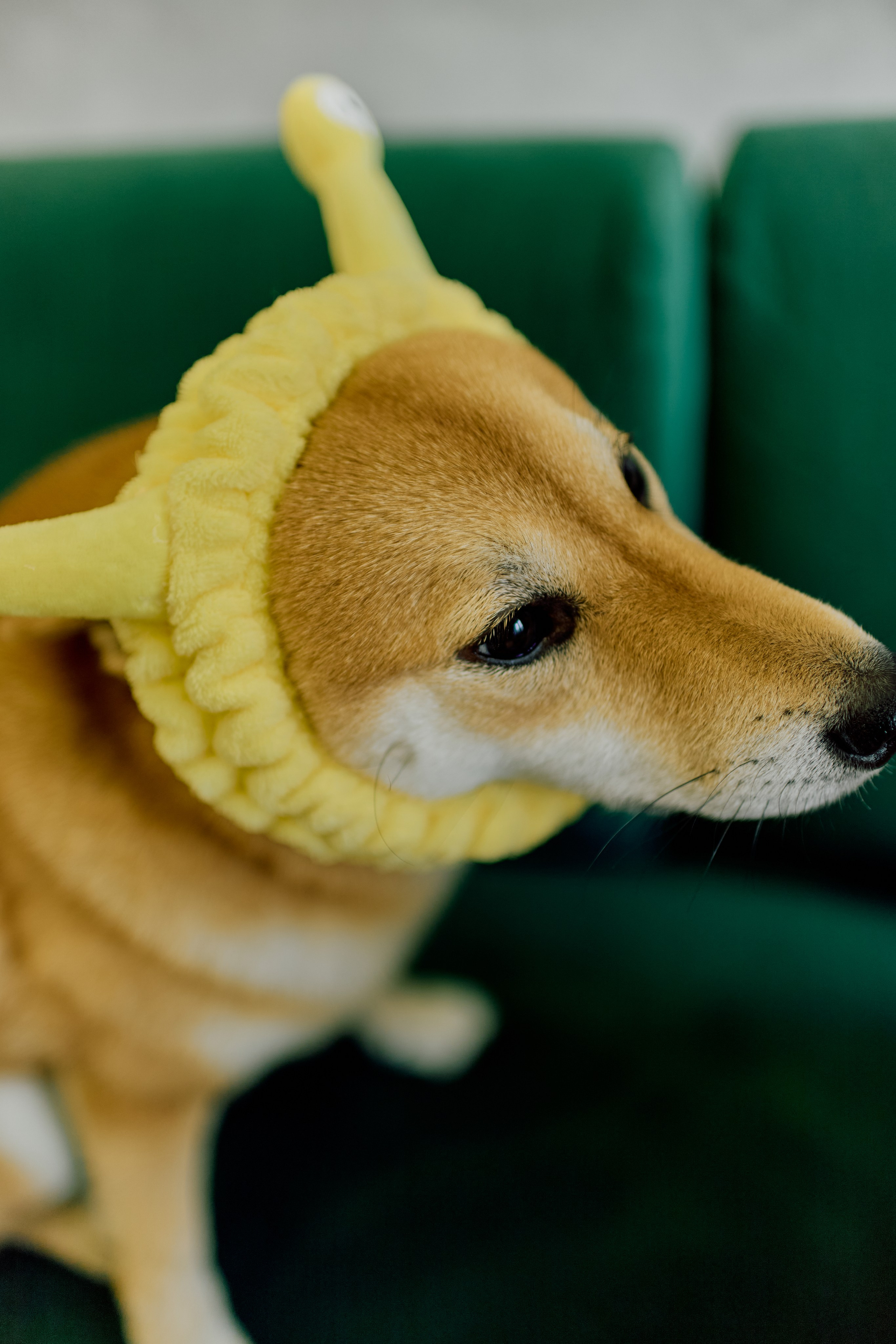 Tanya & Kurama. Свадебный фотограф Москва и ЮГ