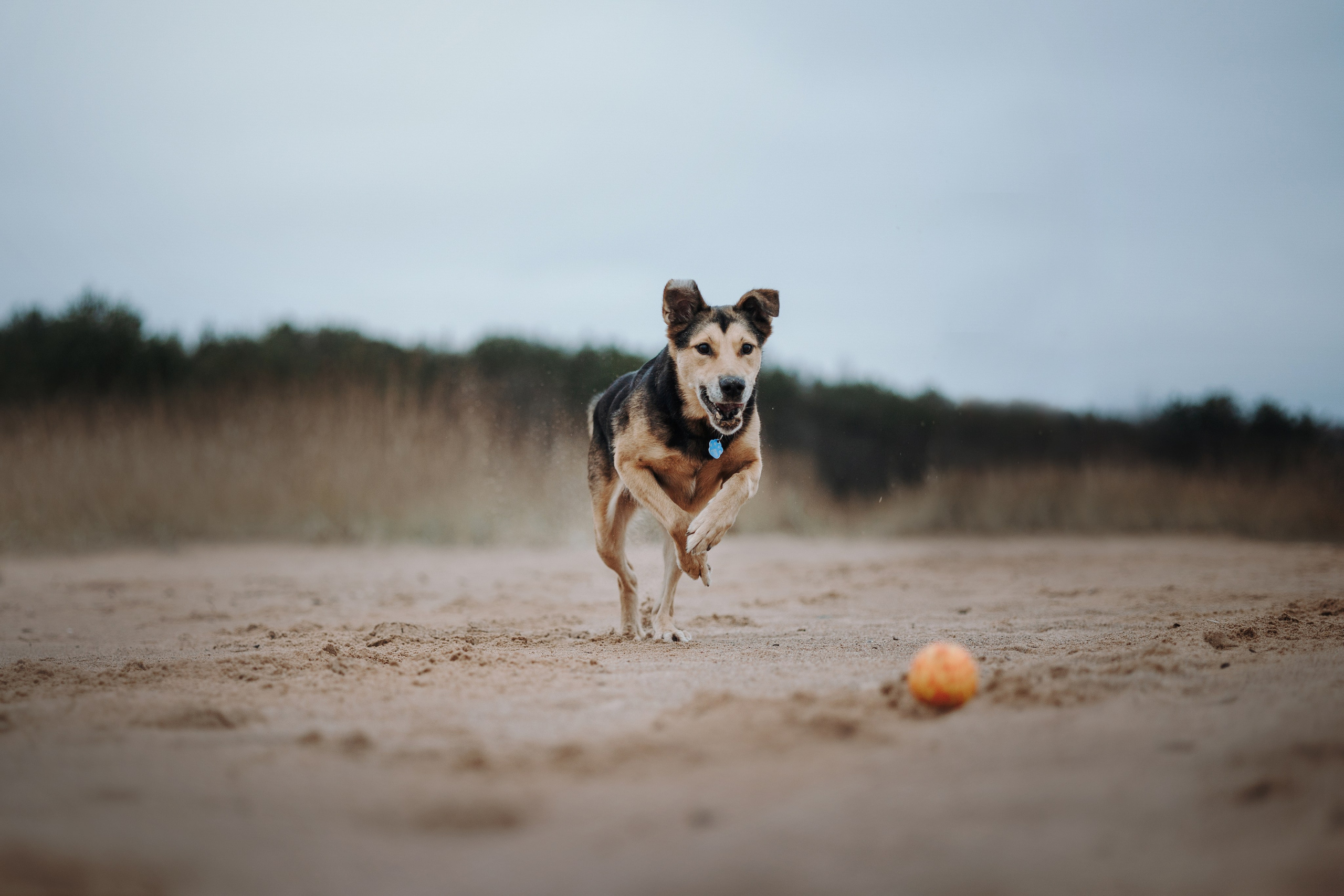 Наталья и Того. Фотограф — Анималист | Санкт-Петербург