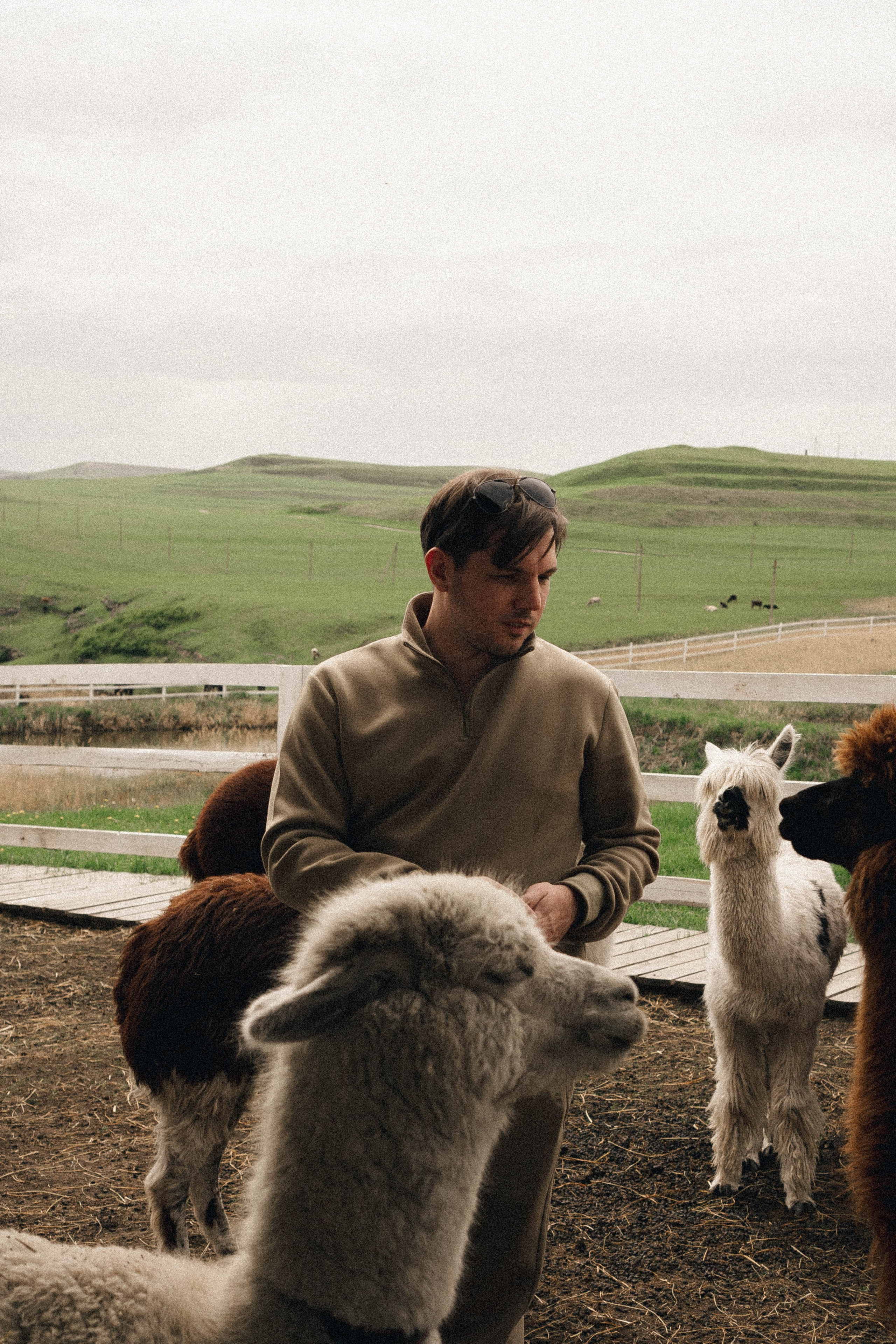 Ферма Альпак. Профессиональный фотограф, Санкт-Петербург — Виктория Богомолова