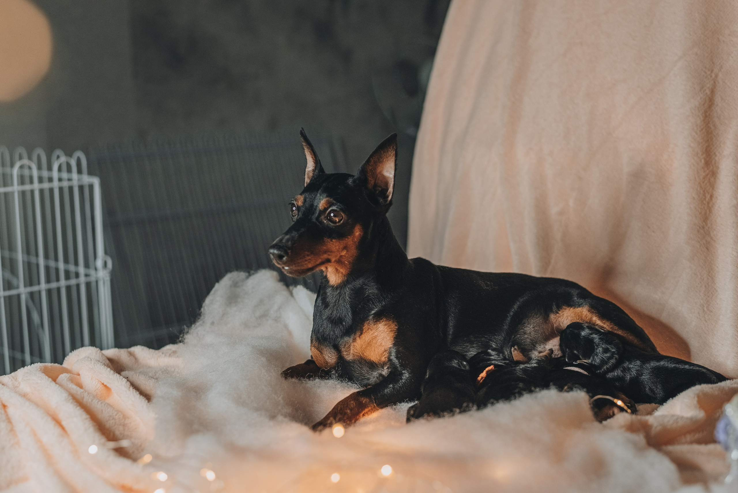 Pinschers. Natalia Finch Photography — Family, Kids & Pet Photographer in Chicago, IL