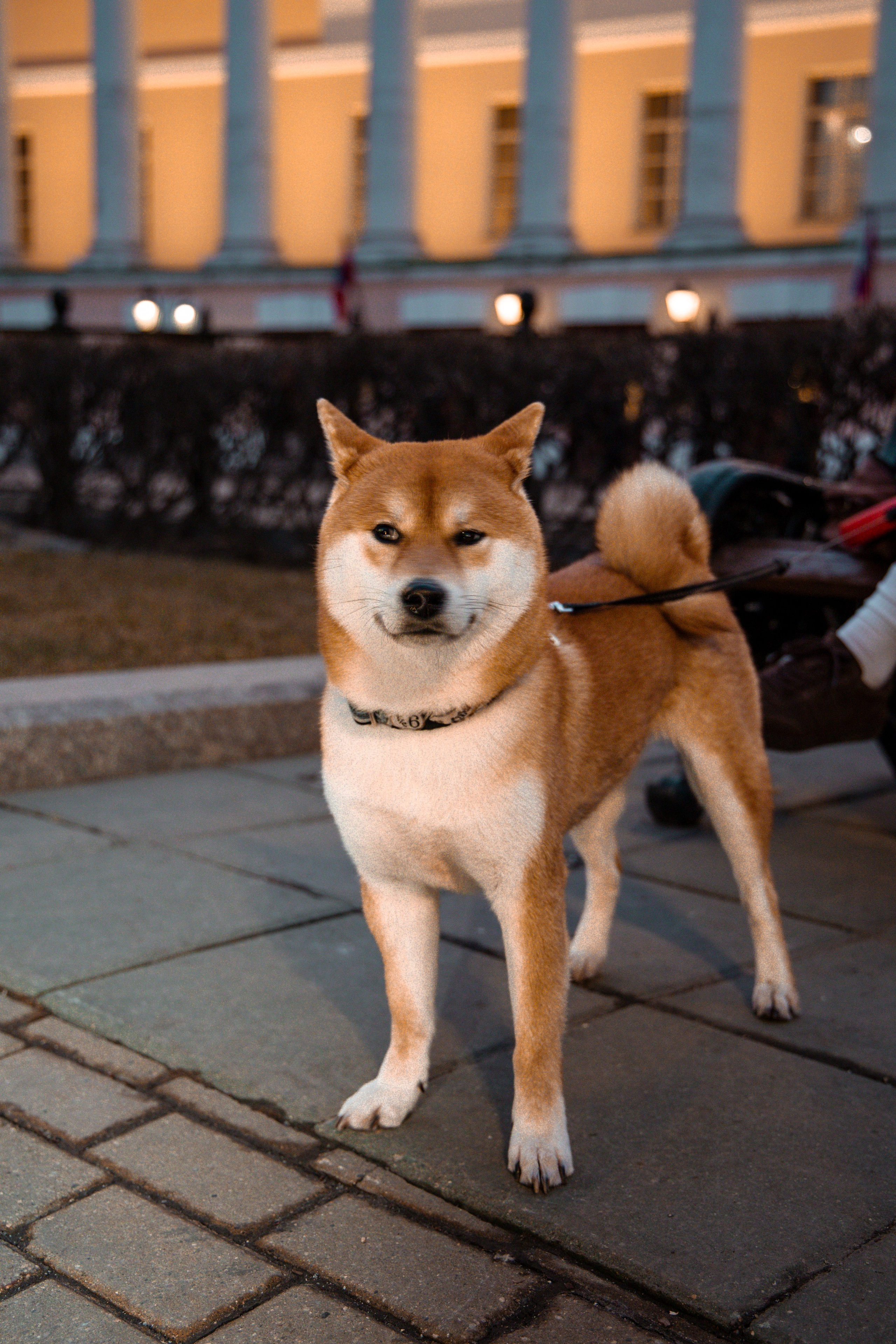 Сиба-ину. Фотограф для маркетплейсов, фотоуслуги в Жуковском Татьяна Марсуверских