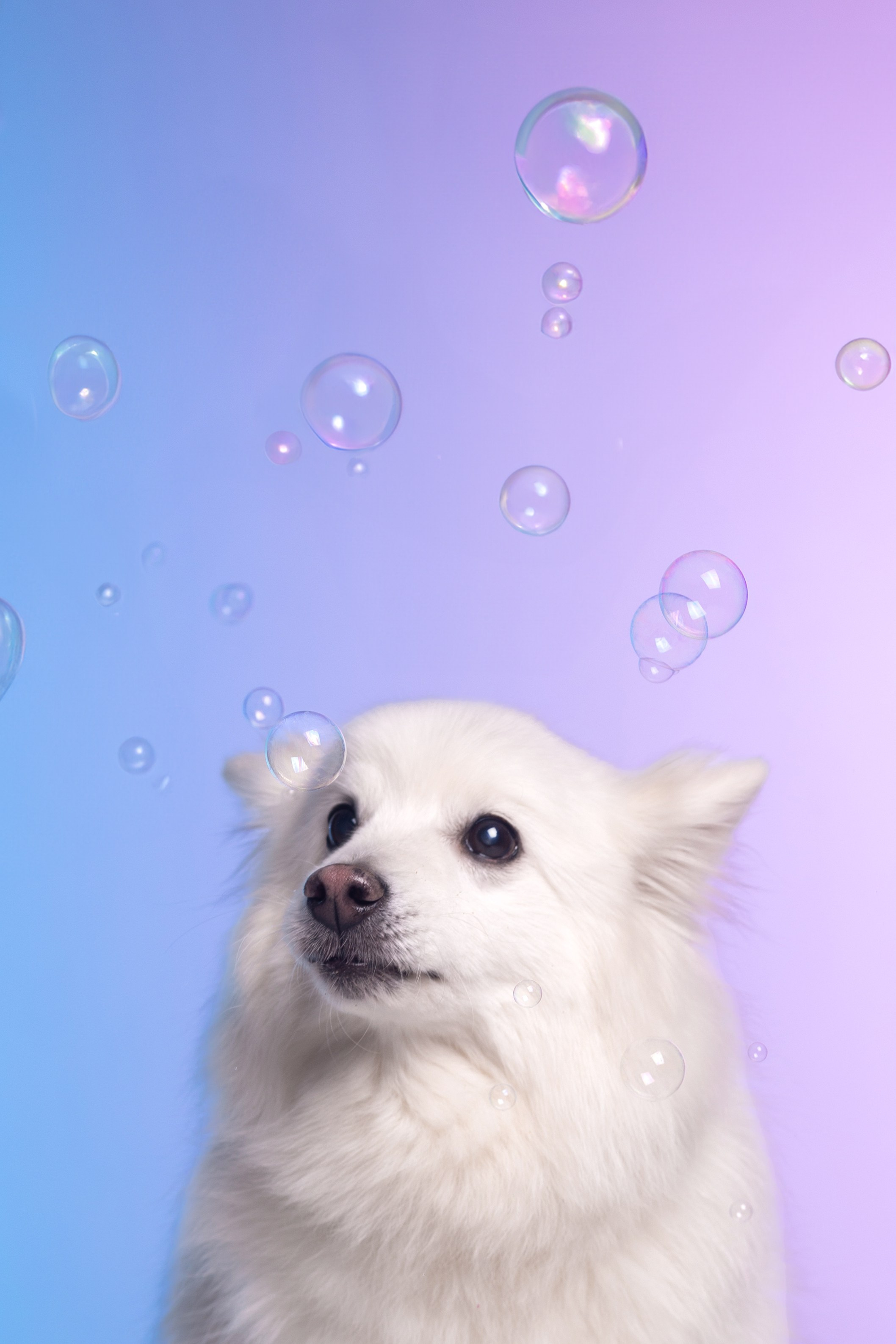 Неон. Фотограф анималист Кристина Карпова, Москва