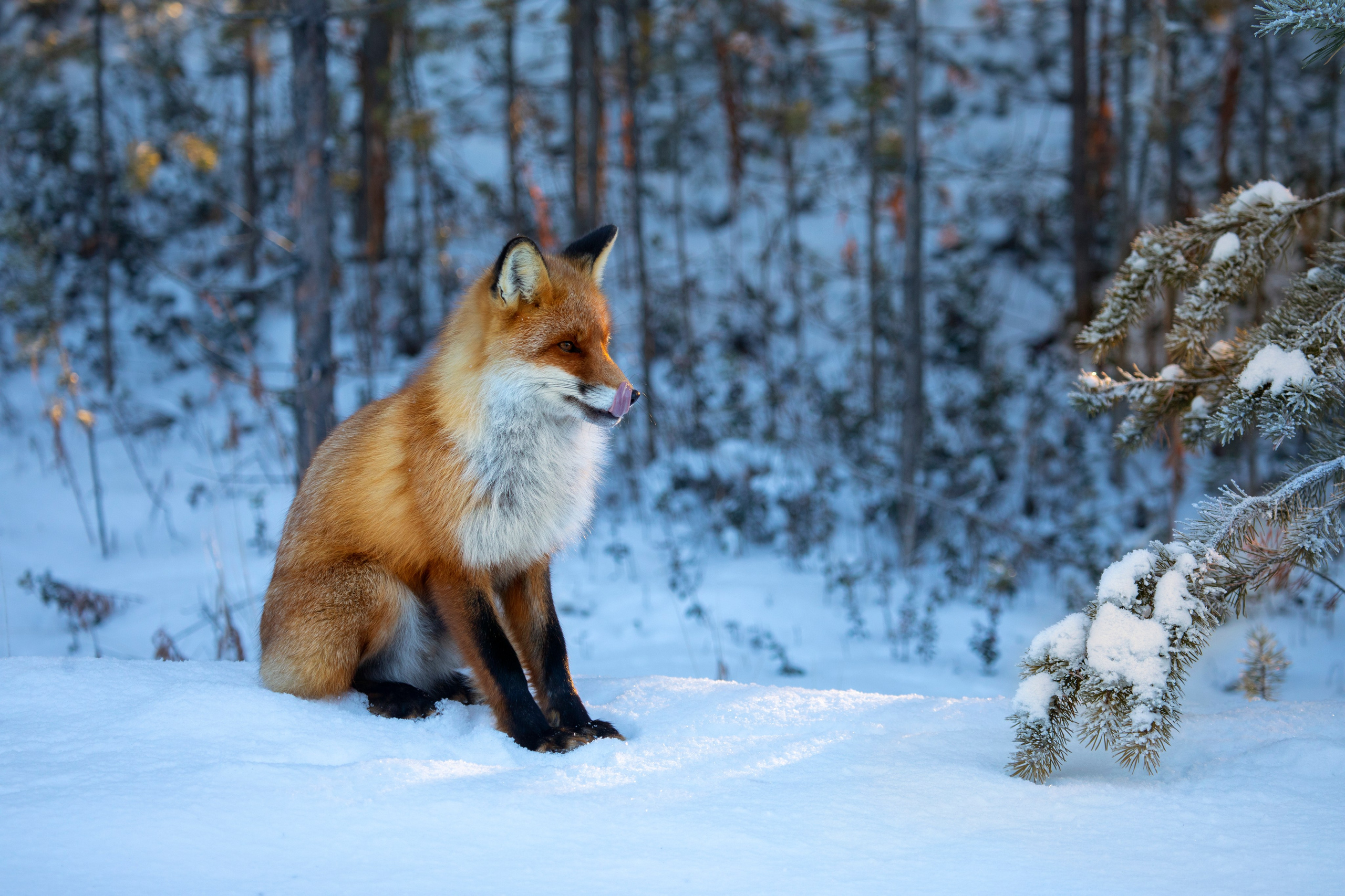 Фотограф Татьяна Борисова