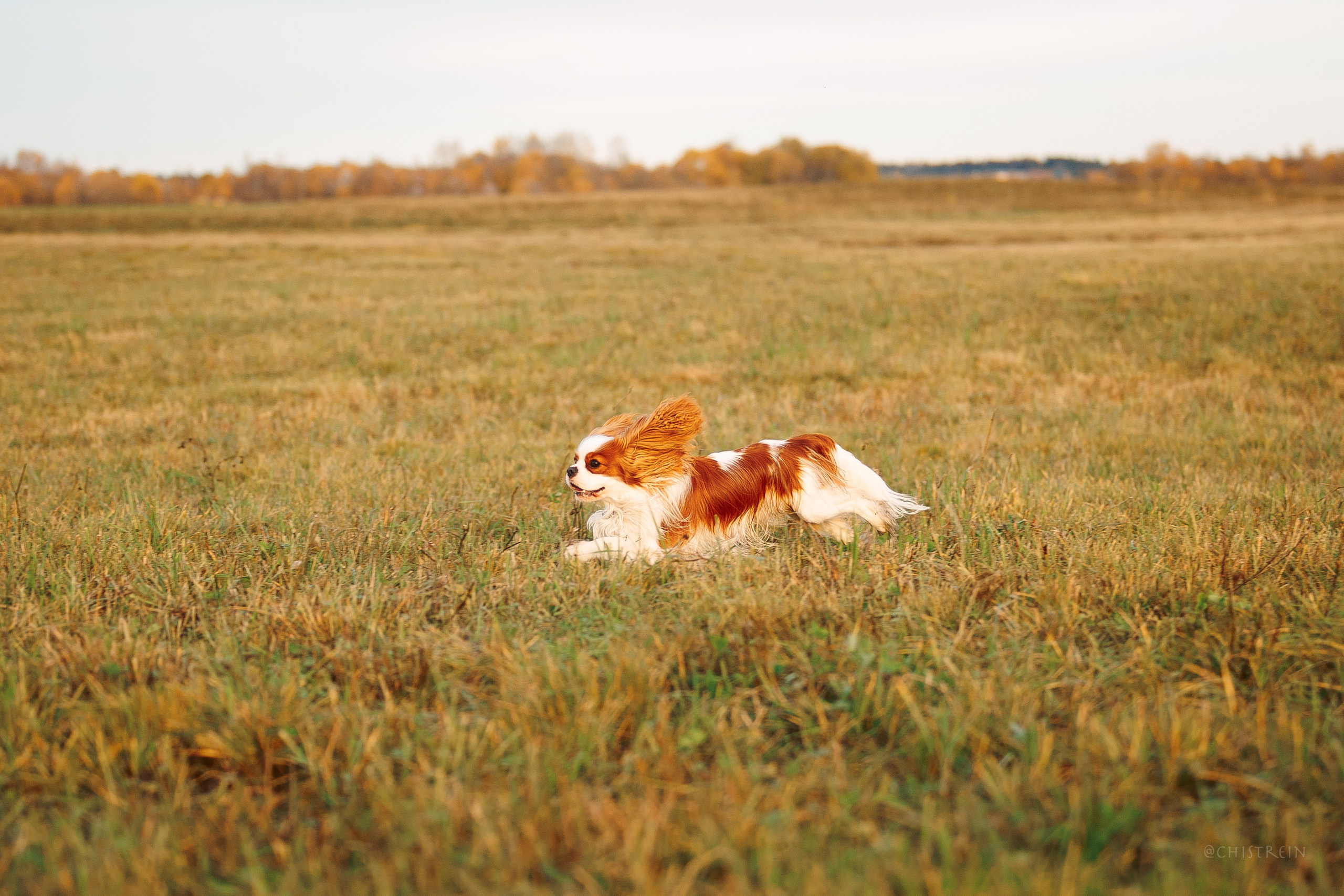 Октябрьский закат в полях. Алина и Лео. Фотограф-анималист Наталия Чистюхина в г. Сосновый Бор и ЛО