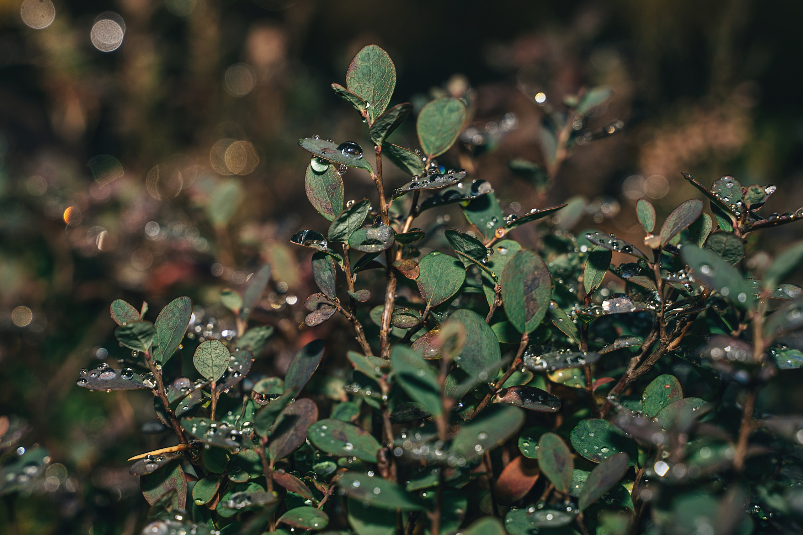 ХИБИНЫ 2021 г. Event фотограф Степанова Александра